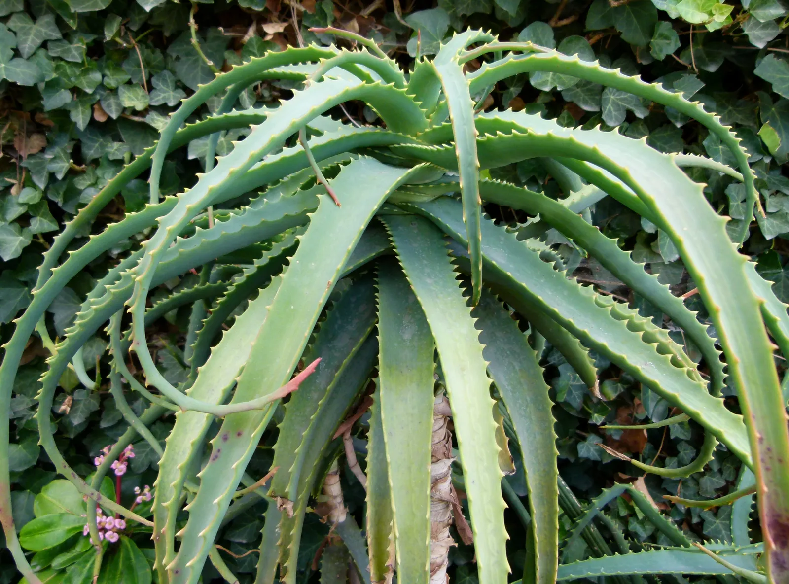 Tree Aloe (Aloe Arborescens) — Tree Aloe truly captivates with its fiery orange-red flowers; cluster at the branch tips