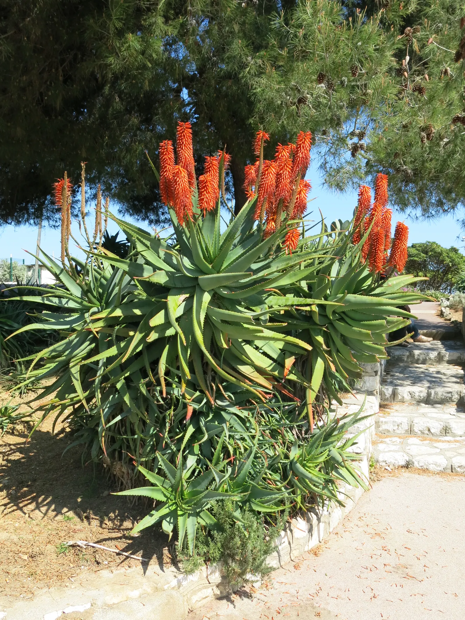 Tree Aloe (Aloe Arborescens) — with mature leaves growing to around 18 inches in length and 3 to 4 inches in width; easy-care, it attracts birds, image 87