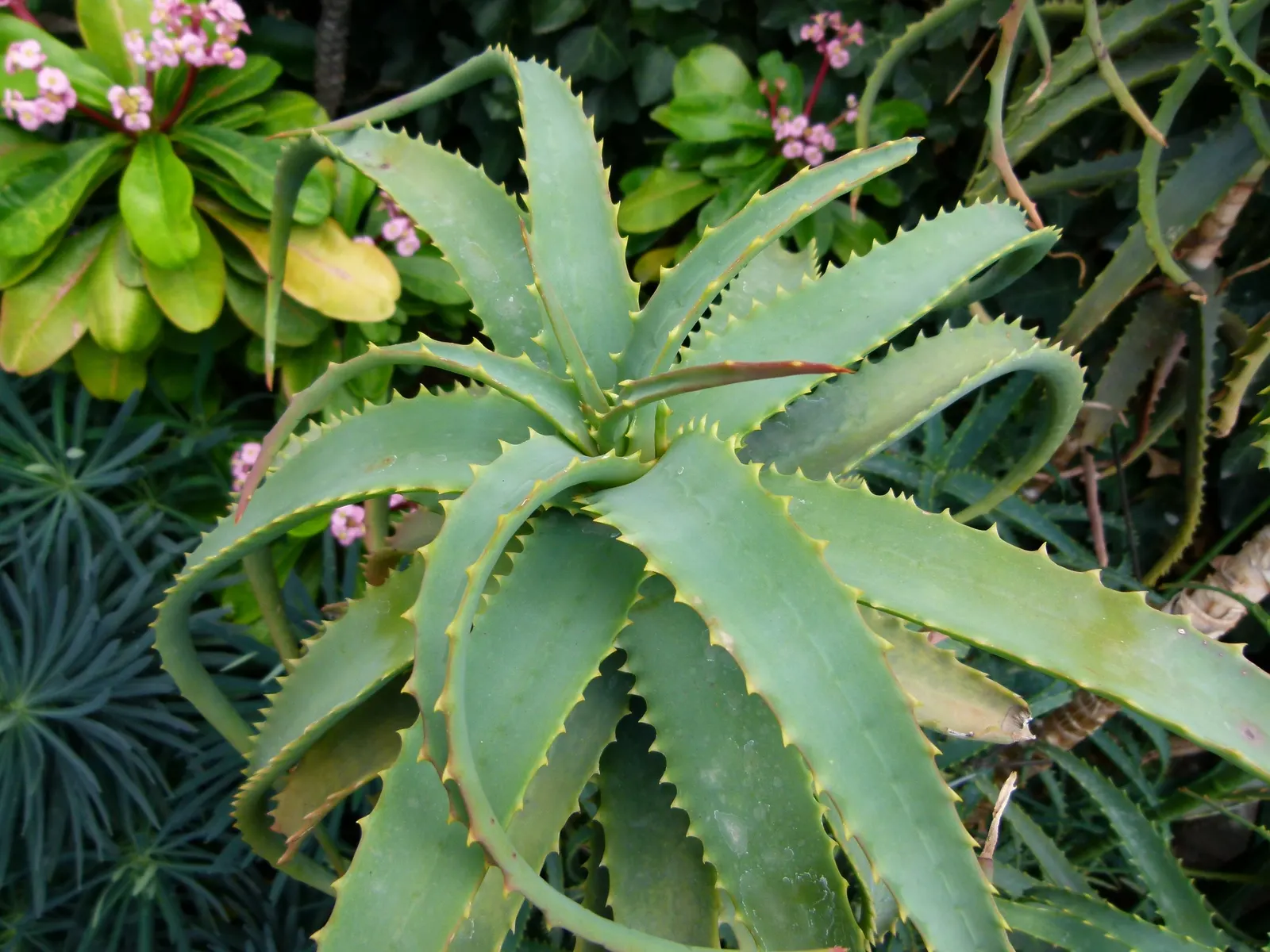 Tree Aloe (Aloe Arborescens) — Tree Aloe, Aloe arborescens, is a striking succulent, reaching up to 10ft high with a 6-8ft spread