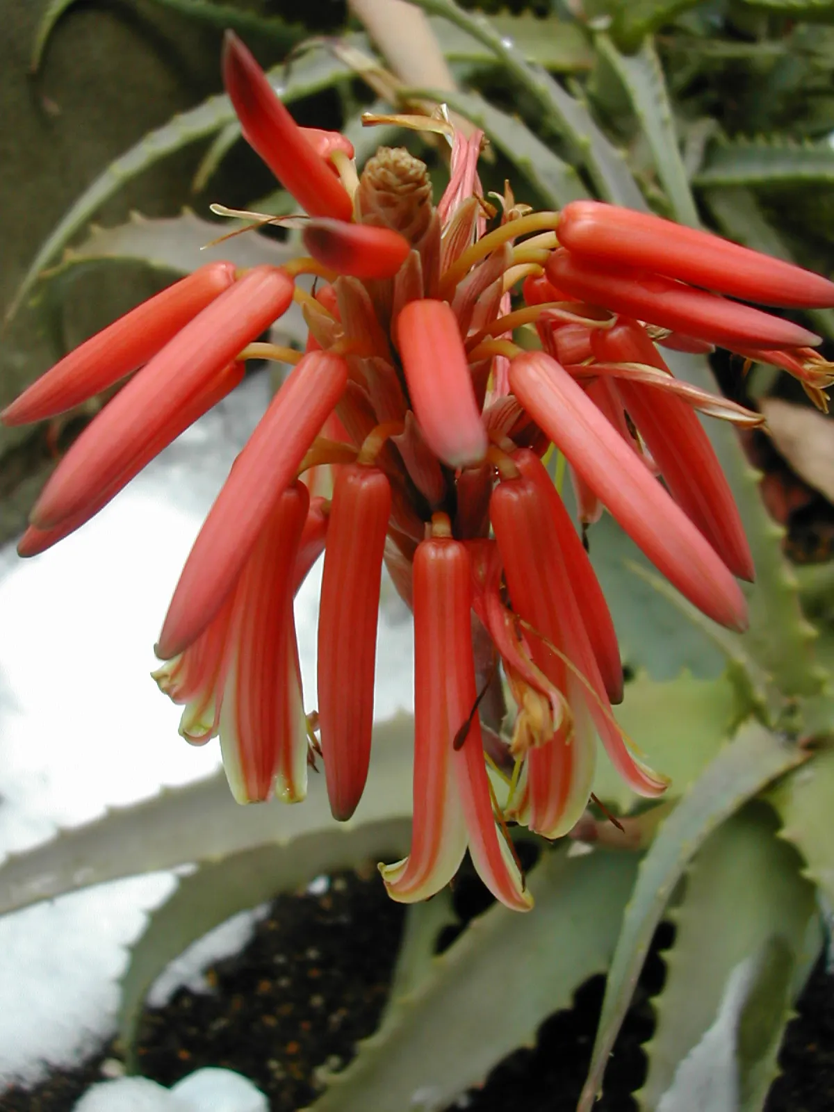 Tree Aloe (Aloe Arborescens) — such as hummingbirds.<br><br>Aloe arborescens thrives in USDA hardiness zones 9 through 11; zones 9-11 suit it best, image 94