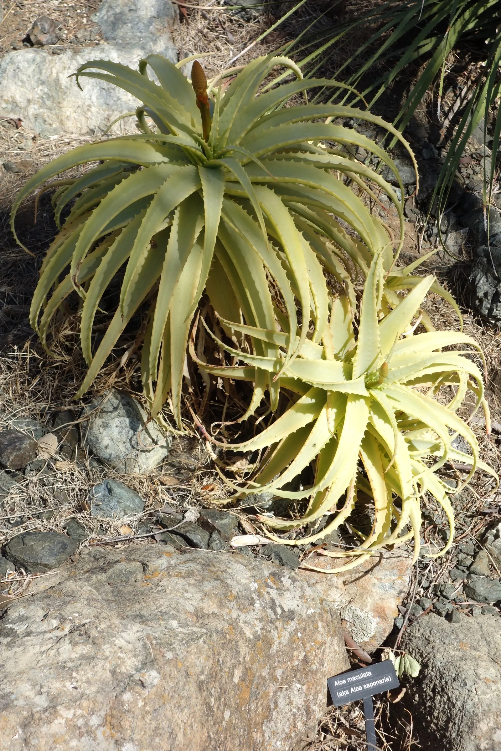 Tree Aloe (Aloe Arborescens) — candle-like inflorescences rise dramatically above the foliage; this rugged plant can reach up to 8 to 10 feet in, image 66
