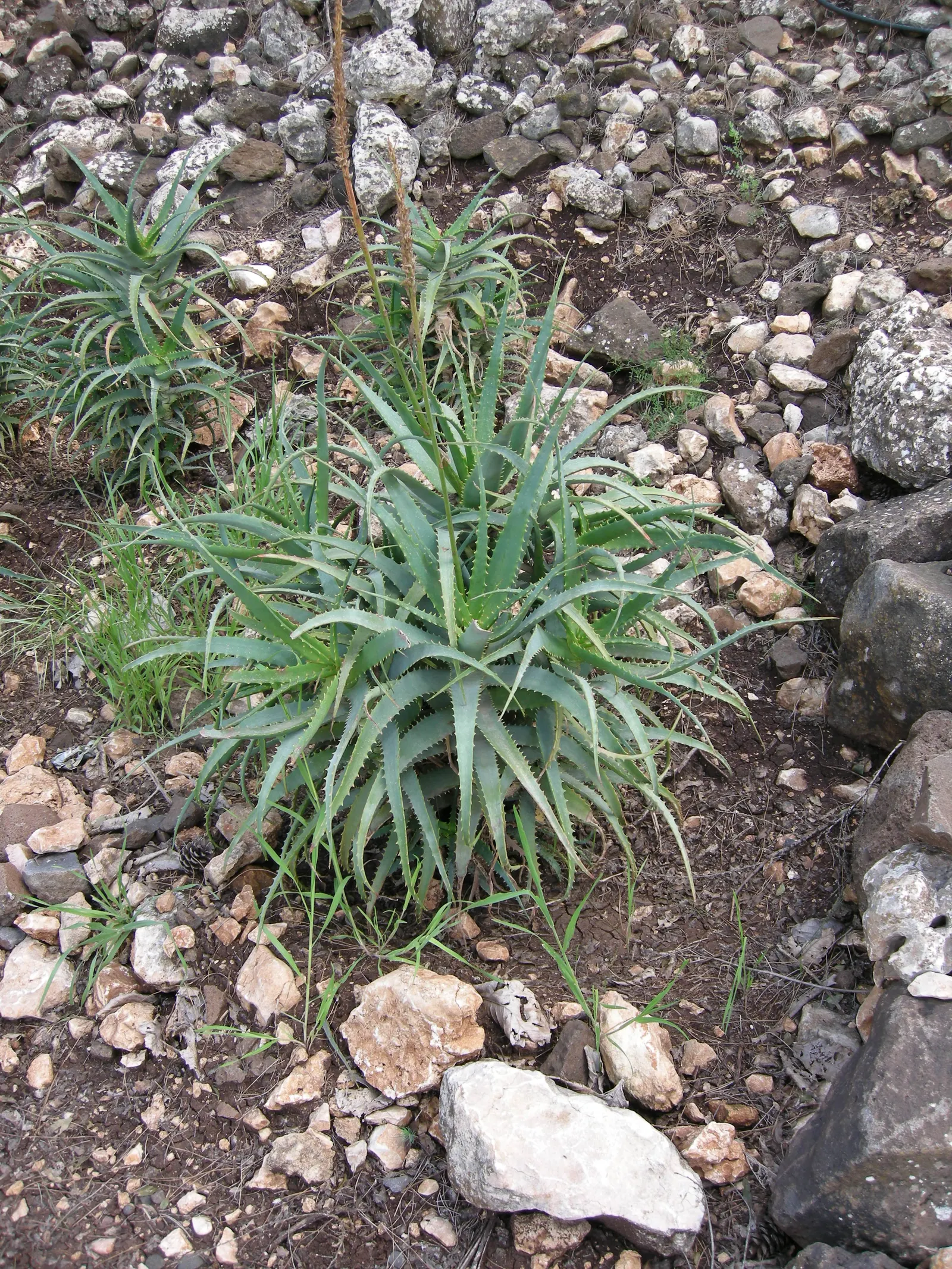 Tree Aloe (Aloe Arborescens) — showcasing coral-red flowers in winter; and are a magnet for local pollinators