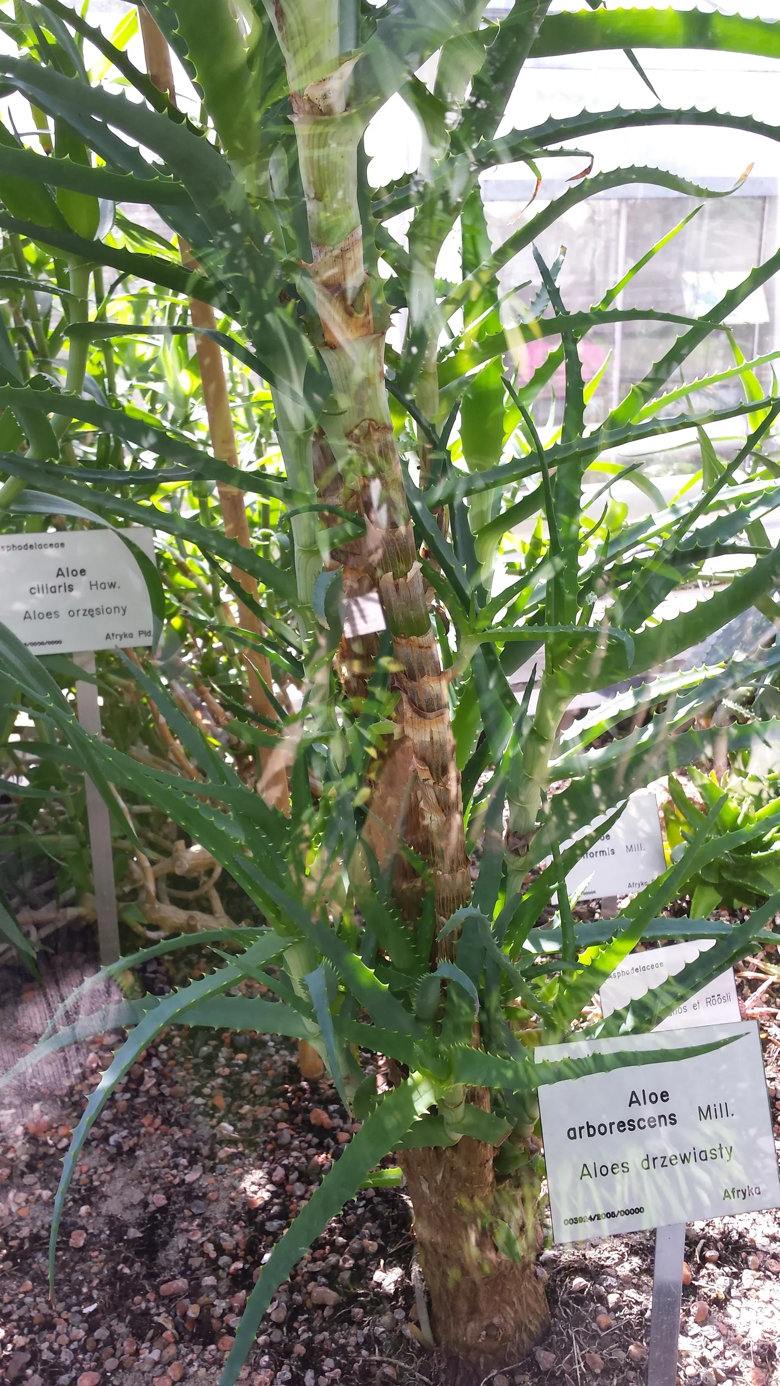 Tree Aloe (Aloe Arborescens) — Ideal for xeriscaping, it's hardy, drought-tolerant, and requires full sun; succulent for full or half or shade, image 79