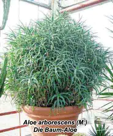 Tree Aloe (Aloe Arborescens) — showcasing coral-red flowers in winter; and are a magnet for local pollinators, image 53