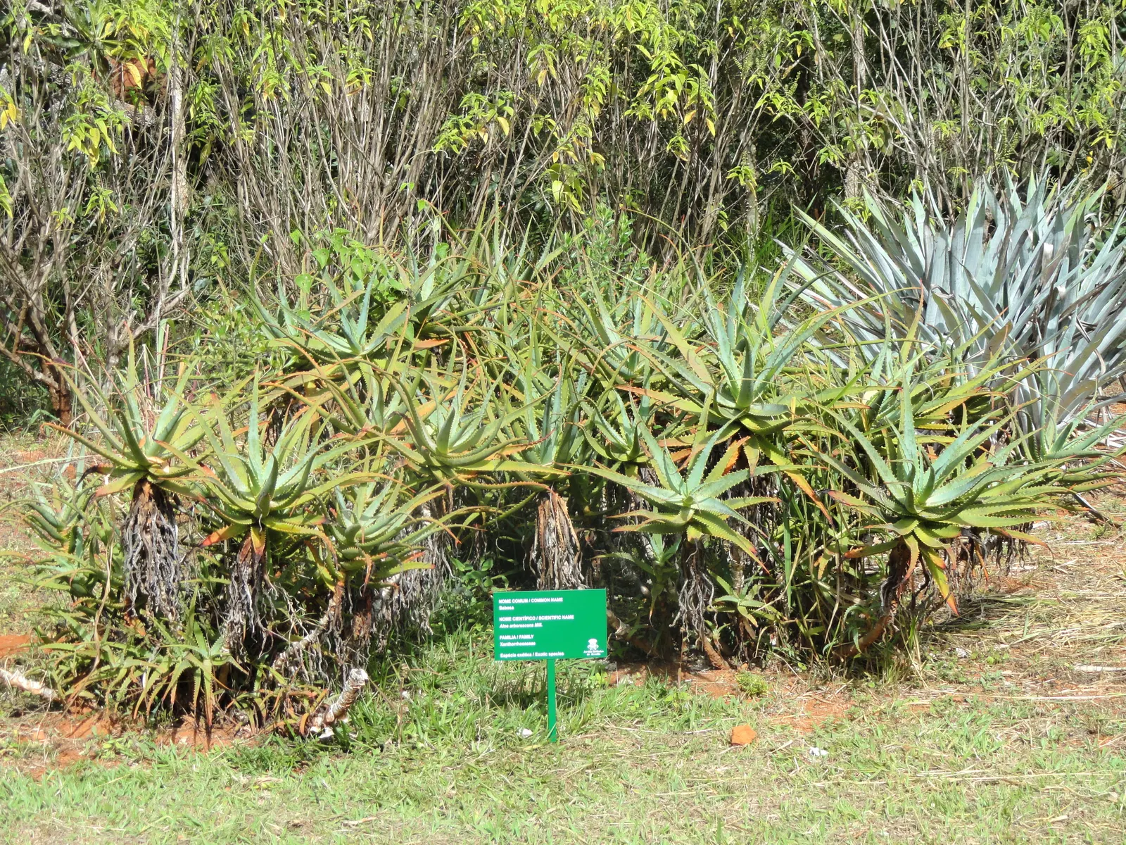 Tree Aloe (Aloe Arborescens) — Each leaf boasts characteristic spiny margins which act as a deterrent to herbivores in their native habitat