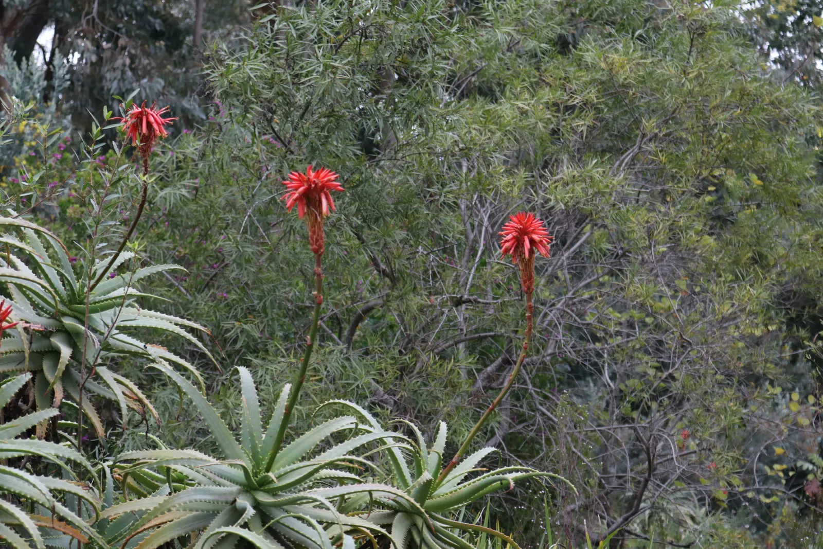 Tree Aloe (Aloe Arborescens) — asking only to be protected from frost to ensure a healthy; such as hummingbirds.<br><br>Aloe arborescens thrives in, image 96
