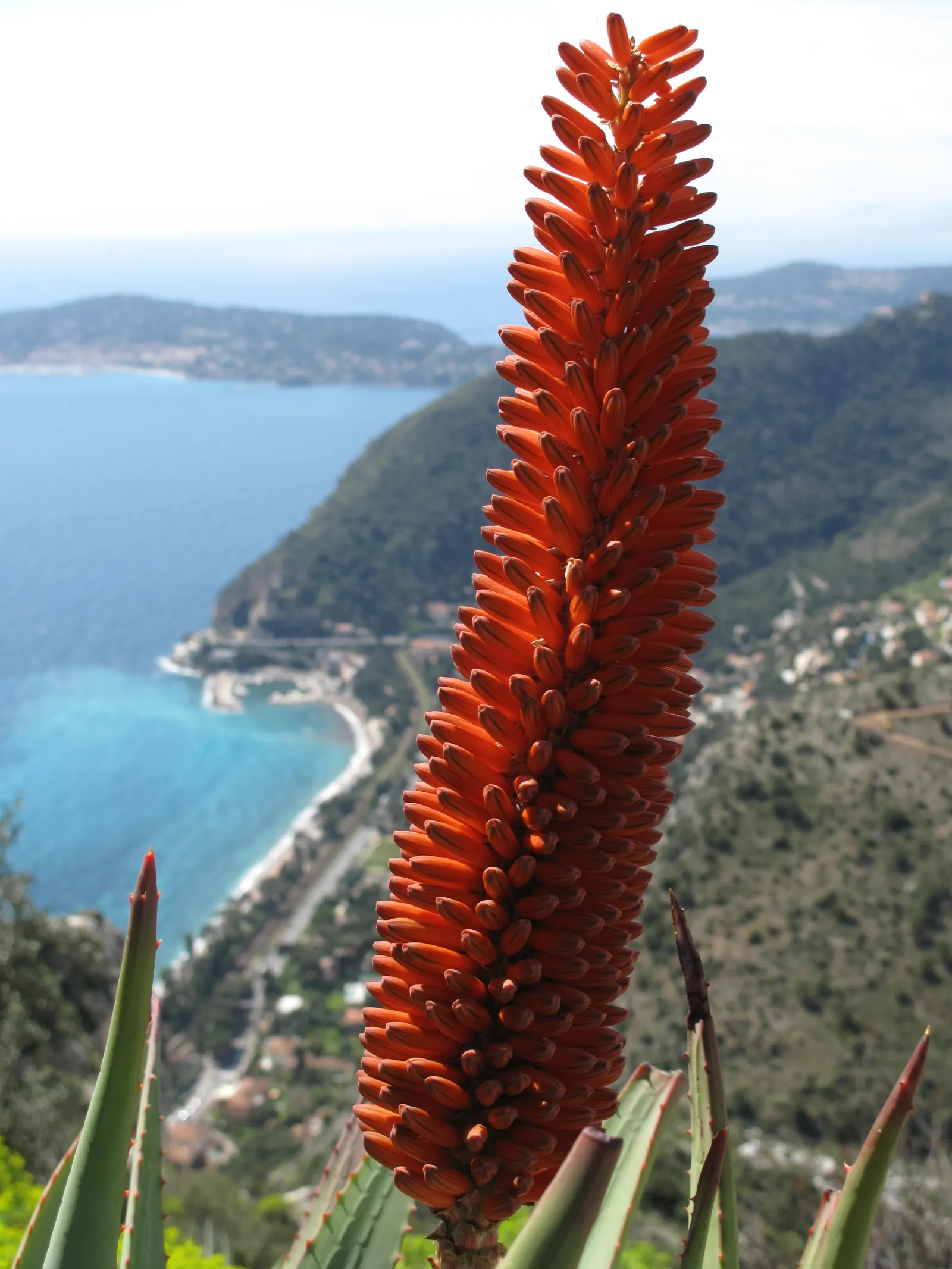 Tree Aloe (Aloe Arborescens) — Easy-care, it attracts birds and bees, enhancing biodiversity; typically from late fall to early winter, image 106