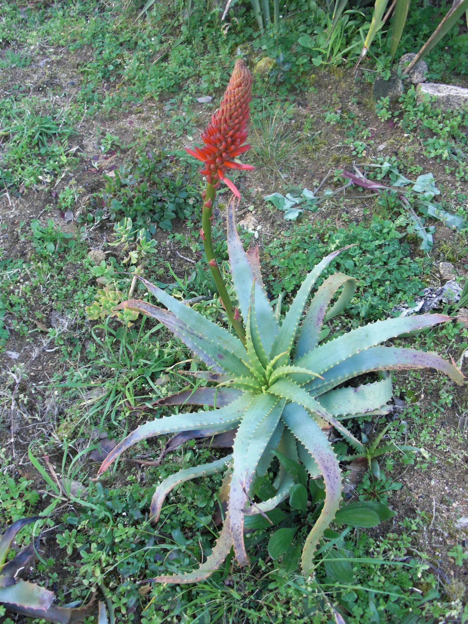 Tree Aloe (Aloe Arborescens) — such as hummingbirds.<br><br>Aloe arborescens thrives in USDA hardiness zones 9 through 11; zones 9-11 suit it best, image 69