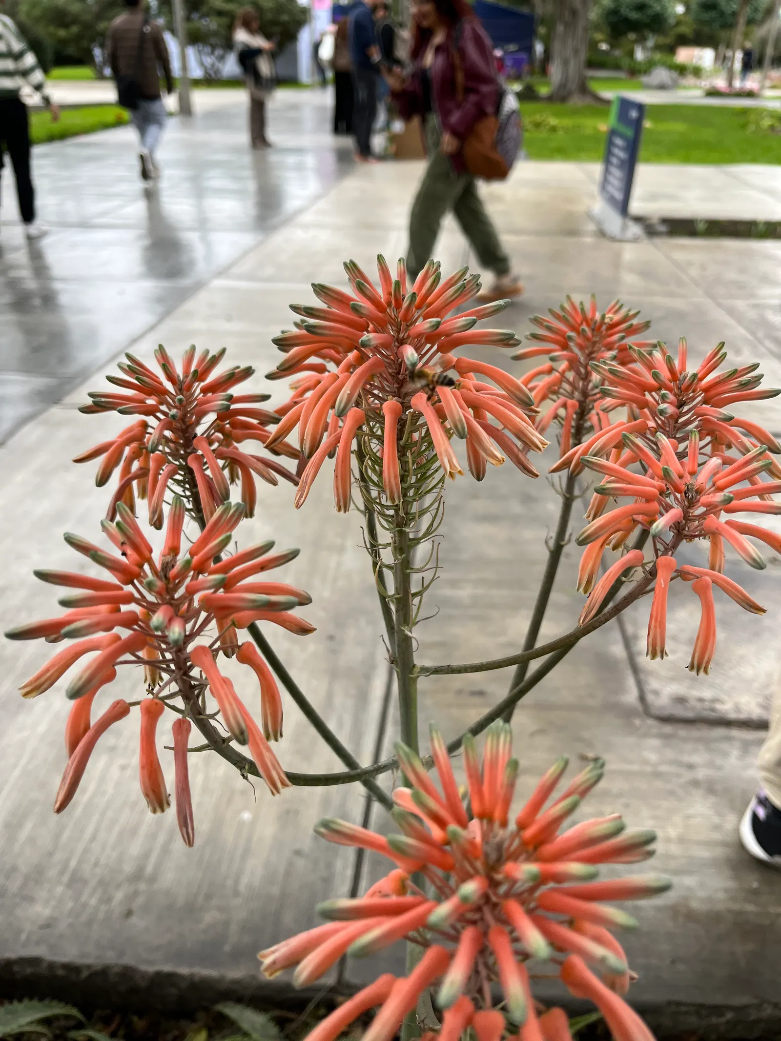 Tree Aloe (Aloe Arborescens) — cluster at the branch tips; grey-green leaves of the Tree Aloe are arranged in rosettes, image 77