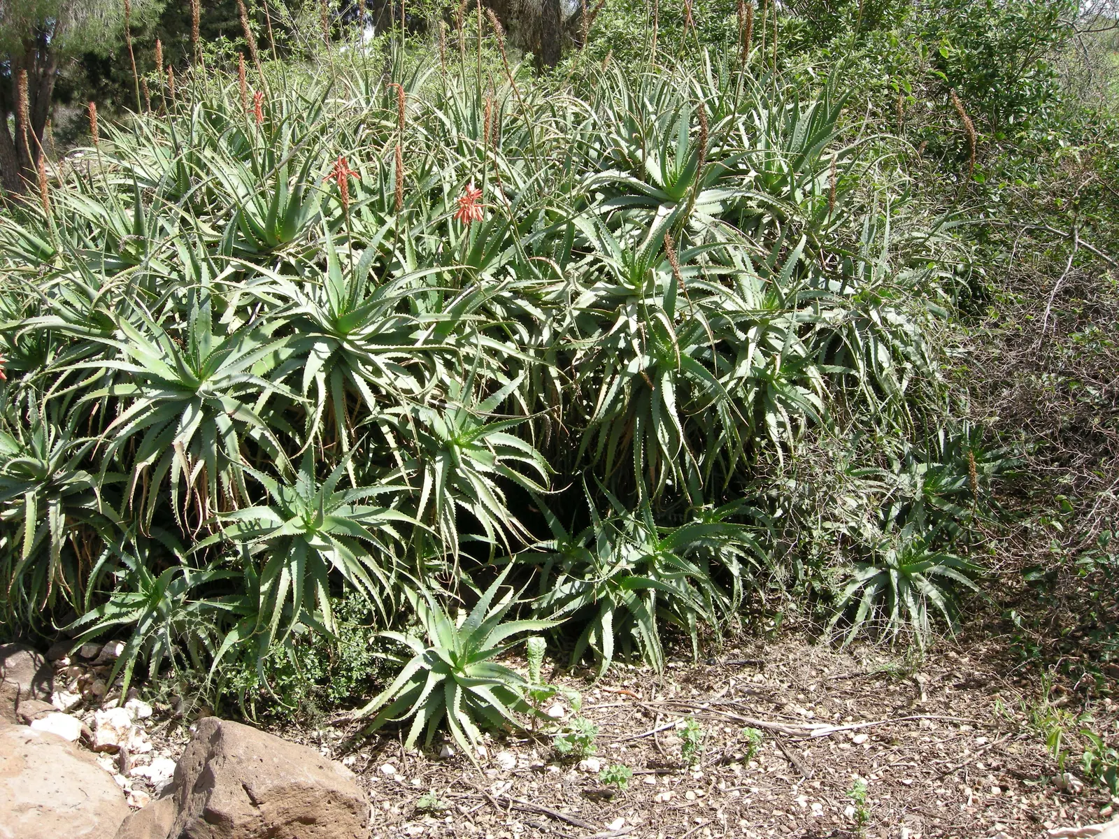Tree Aloe (Aloe Arborescens) — cluster at the branch tips