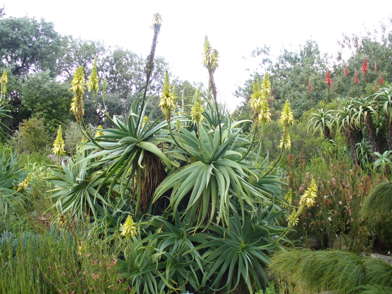 Tree Aloe (Aloe Arborescens) — Zones 9-11 suit it best, offering a dramatic focal point for water-wise gardens; making it a fascinating addition to, image 105