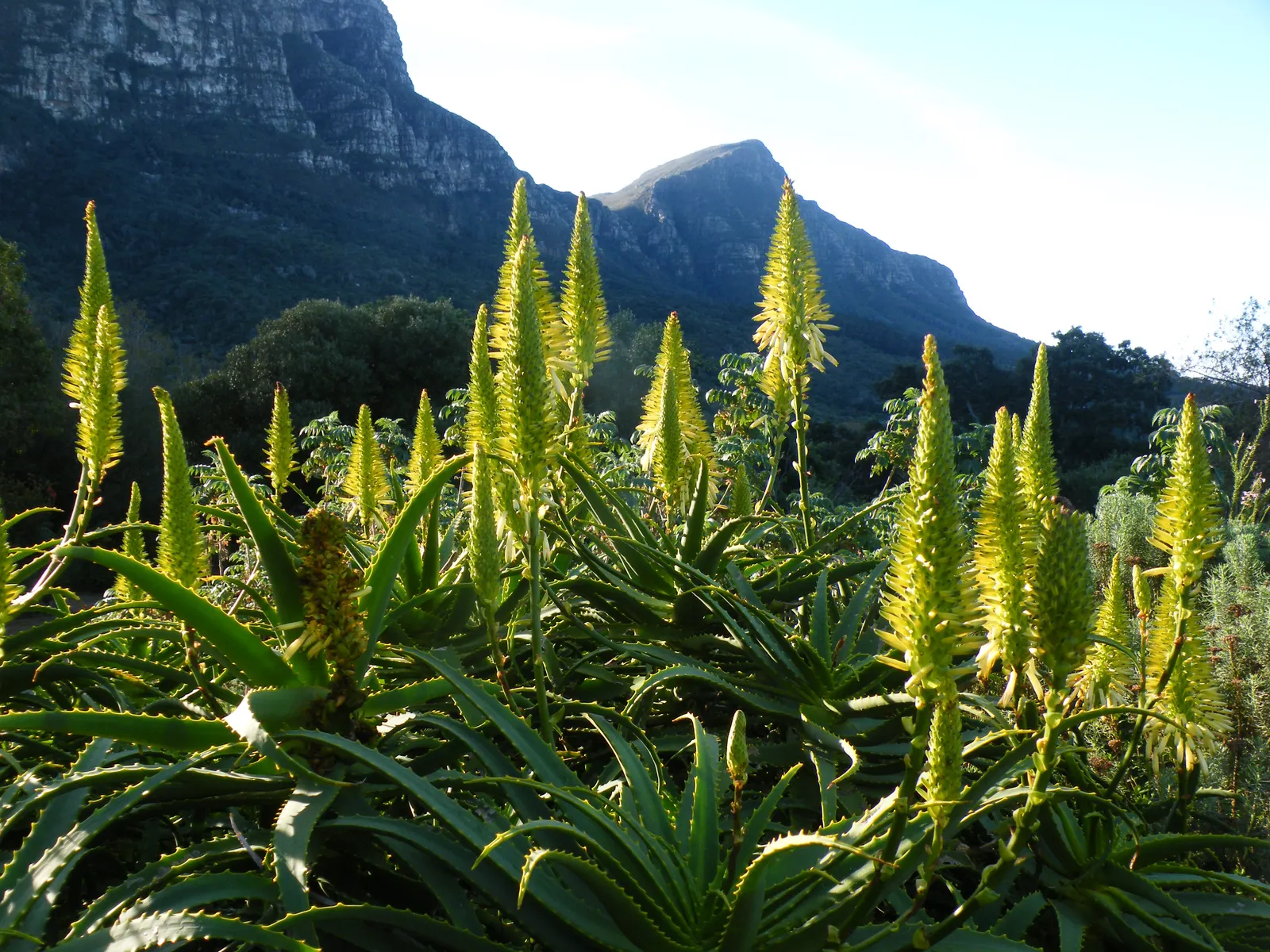 Tree Aloe (Aloe Arborescens) — Native to southeastern Africa; showcasing coral-red flowers in winter, image 58