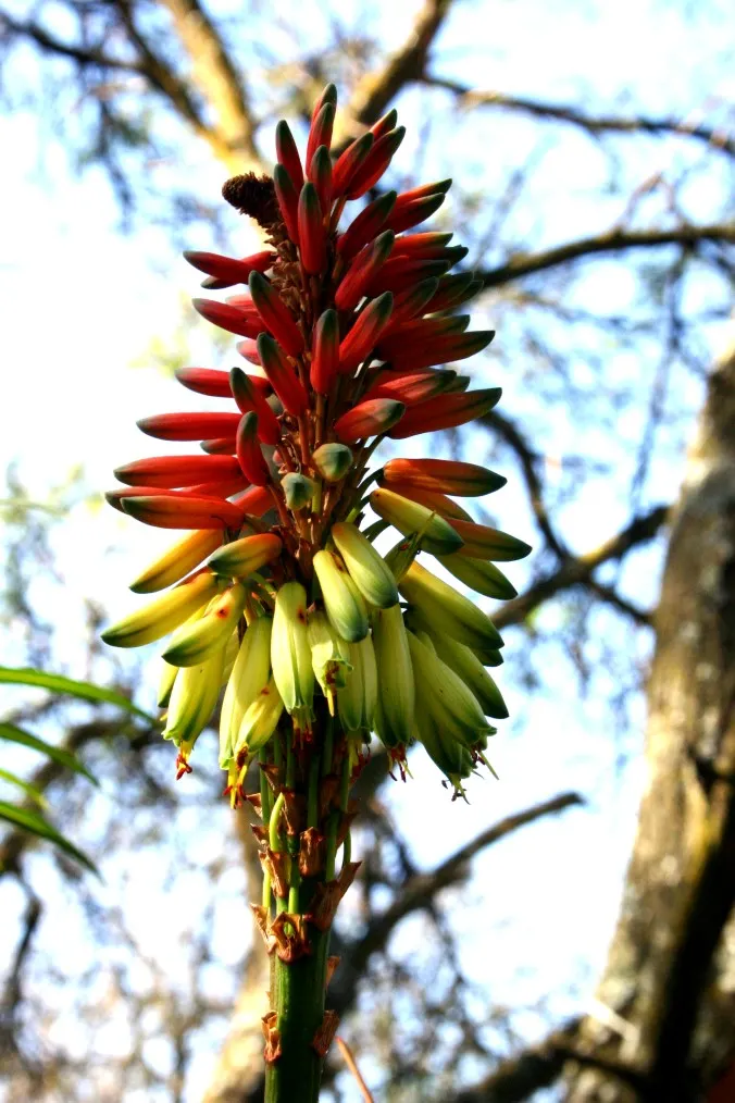 Tree Aloe (Aloe Arborescens) — this rugged plant can reach up to 8 to 10 feet in height; forming a natural multi-stemmed, image 109