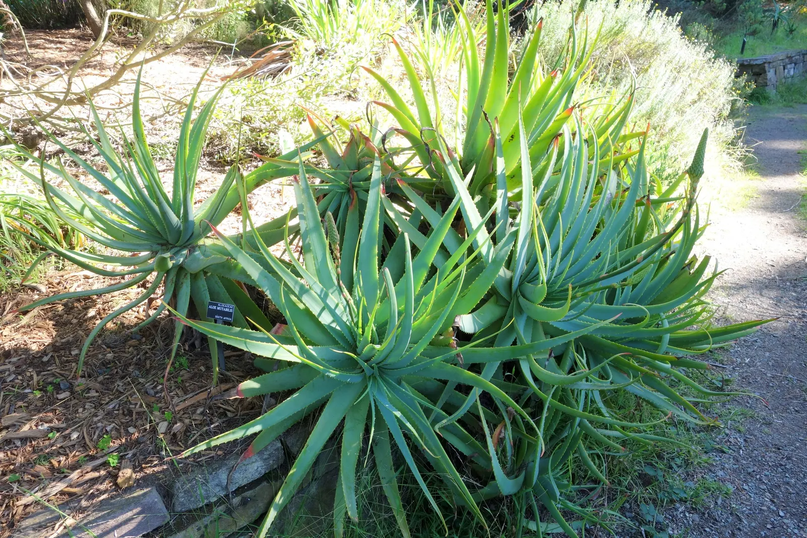 Tree Aloe (Aloe Arborescens) — Ideal for xeriscaping, it's hardy, drought-tolerant, and requires full sun; succulent for full or half or shade, image 54