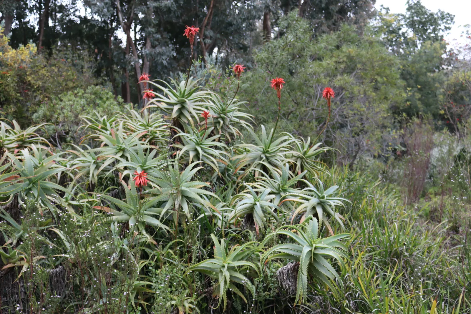 Tree Aloe (Aloe Arborescens) — Native to southeastern Africa; showcasing coral-red flowers in winter, image 83