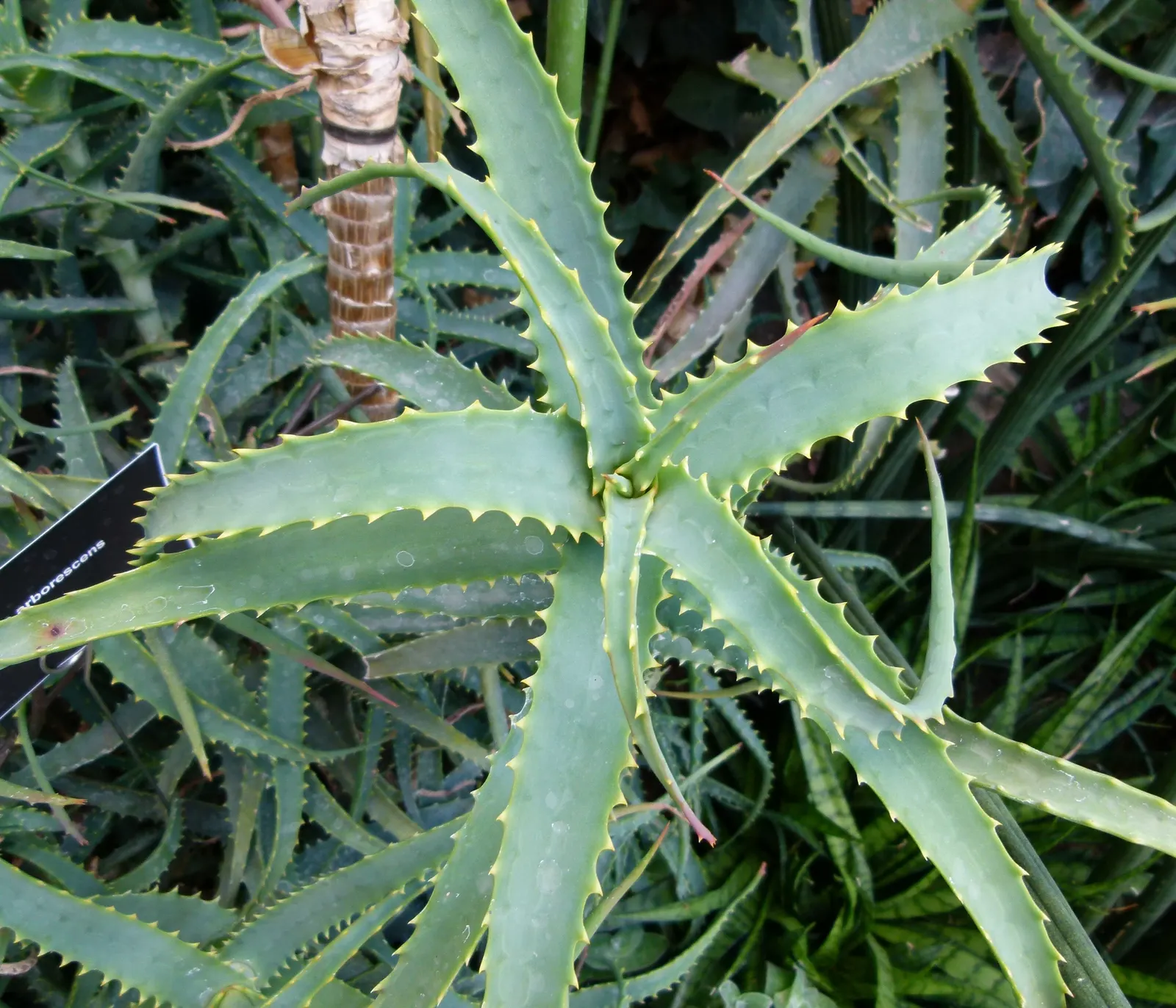 Tree Aloe (Aloe Arborescens) — succulent for full or half or shade