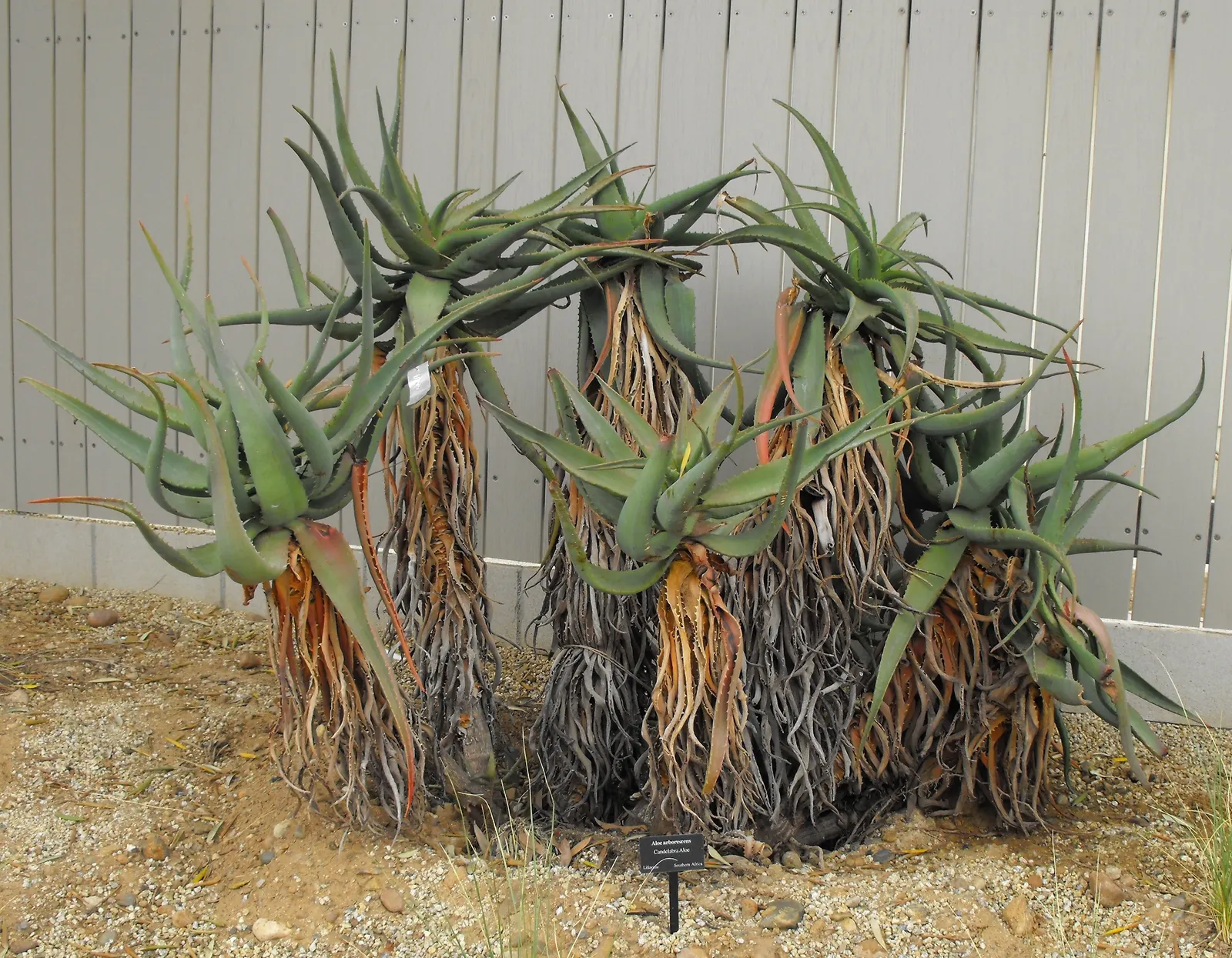 Tree Aloe (Aloe Arborescens) — Tree Aloe, Aloe arborescens, is a striking succulent, reaching up to 10ft high with a 6-8ft spread; ideal for xeriscaping, it's