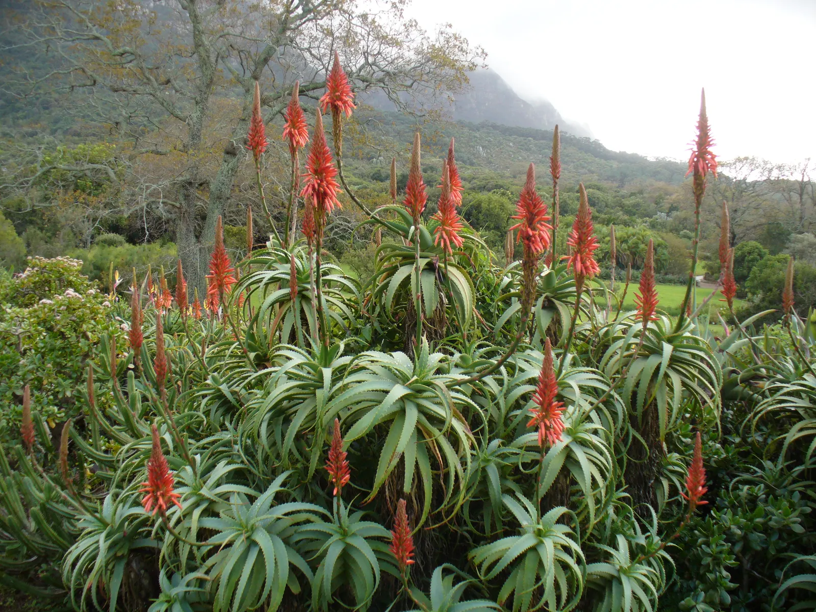 Tree Aloe (Aloe Arborescens) — cluster at the branch tips; grey-green leaves of the Tree Aloe are arranged in rosettes, image 102