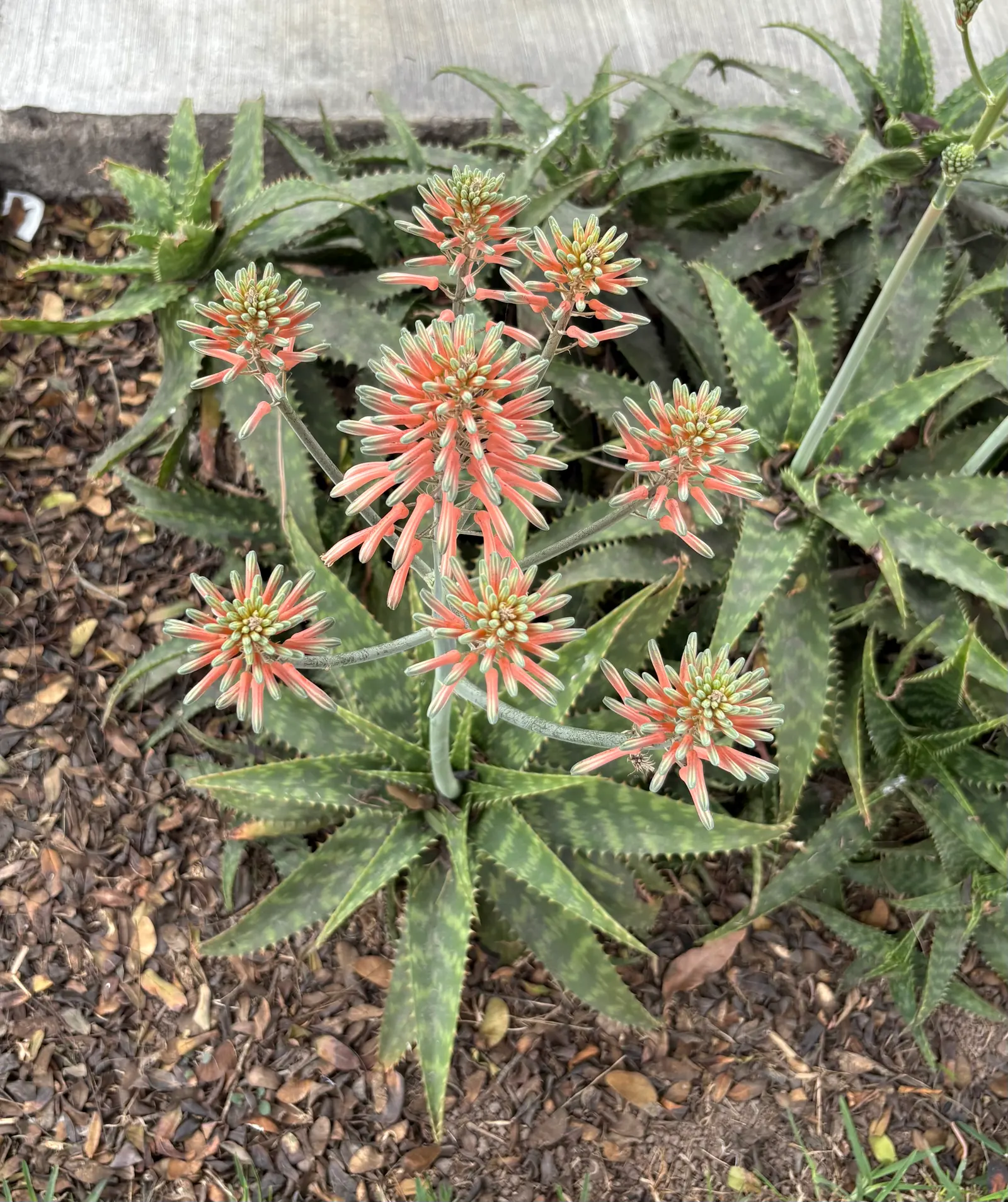 Tree Aloe (Aloe Arborescens) — the Tree Aloe offers not only visual appeal but also a topic of conversation; tree Aloe, Aloe arborescens, is a striking