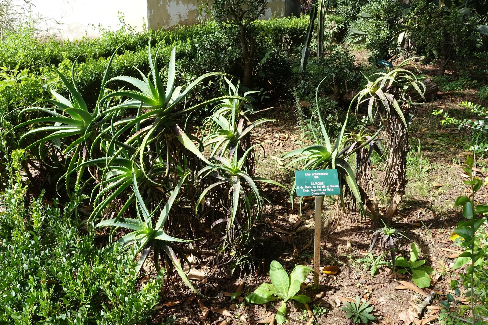 Tree Aloe (Aloe Arborescens) — and are a magnet for local pollinators