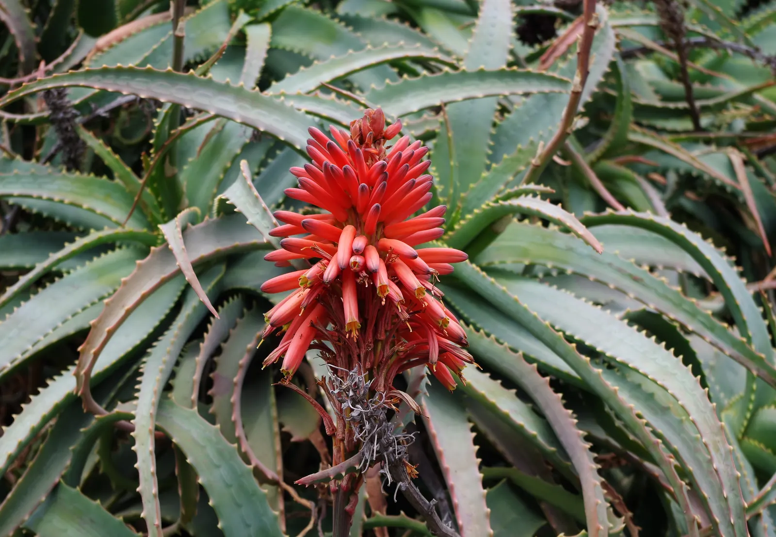 Tree Aloe (Aloe Arborescens) — making it a fascinating addition to any landscape design; asking only to be protected from frost to ensure a healthy, image 57