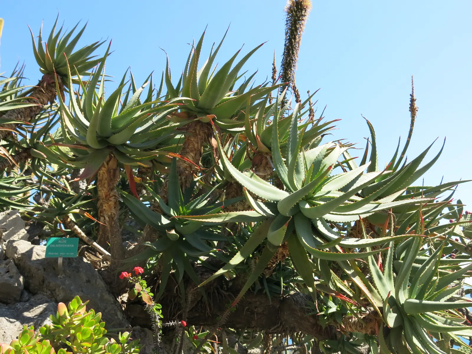 Tree Aloe (Aloe Arborescens) — Tree Aloe, Aloe arborescens, is a striking succulent, reaching up to 10ft high with a 6-8ft spread; ideal for, image 101