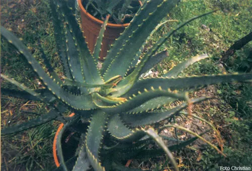 Tree Aloe (Aloe Arborescens) — this rugged plant can reach up to 8 to 10 feet in height