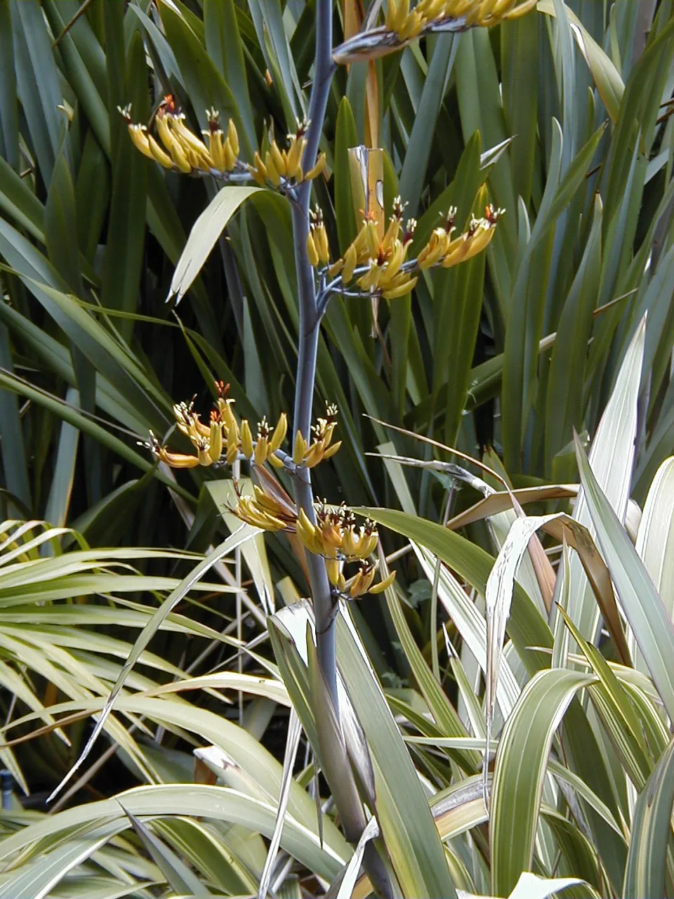 Tricolor Mountain Flax (Phormium Cookianum 'Tricolor') — Phormium cookianum 'Tricolor' is a striking ornamental grass, showcasing cream, pink, and green