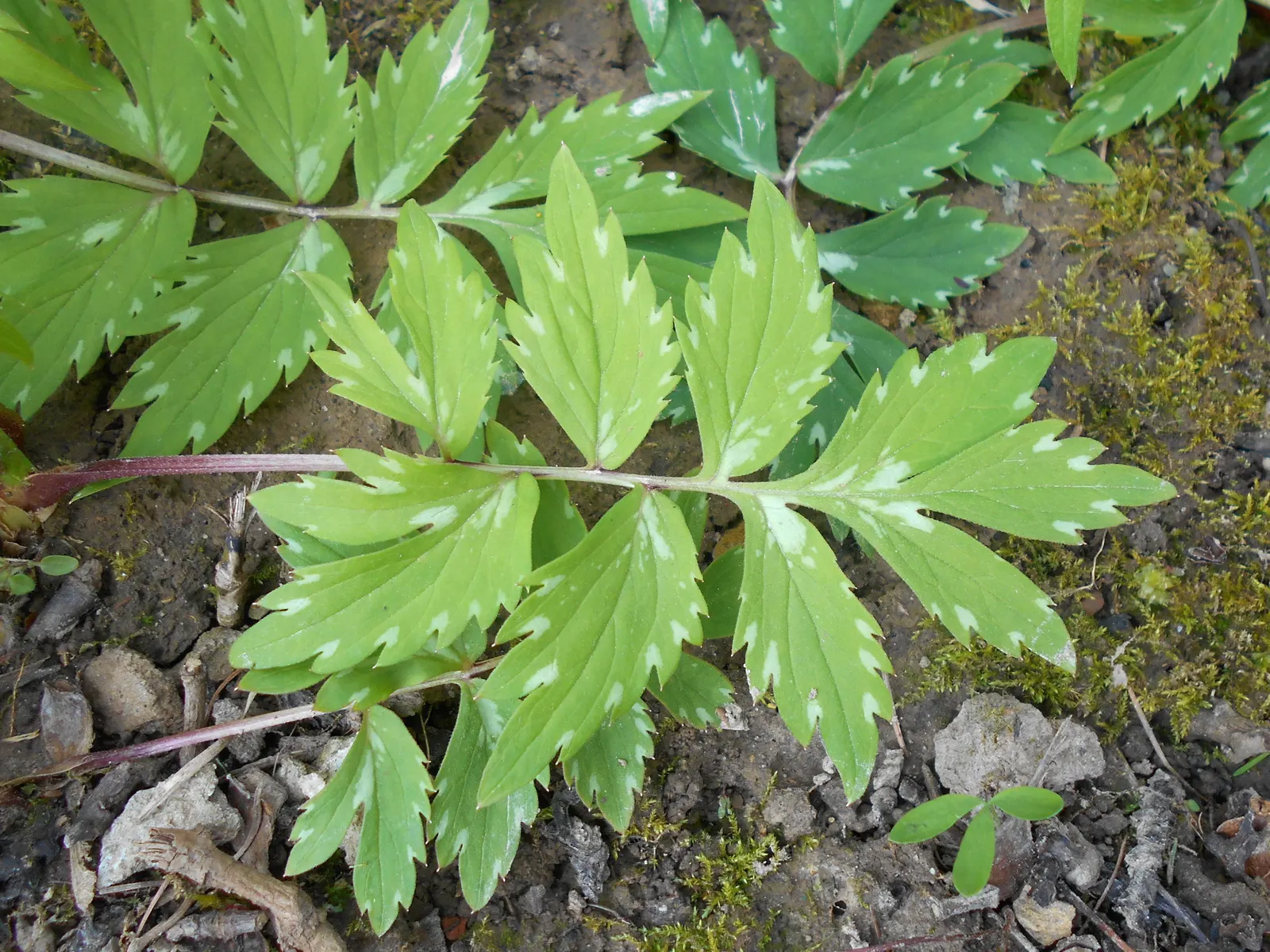 Virginia Waterleaf (Hydrophyllum Virginianum) — giving rise to its common name; attractive small bell-shaped flowers emerge