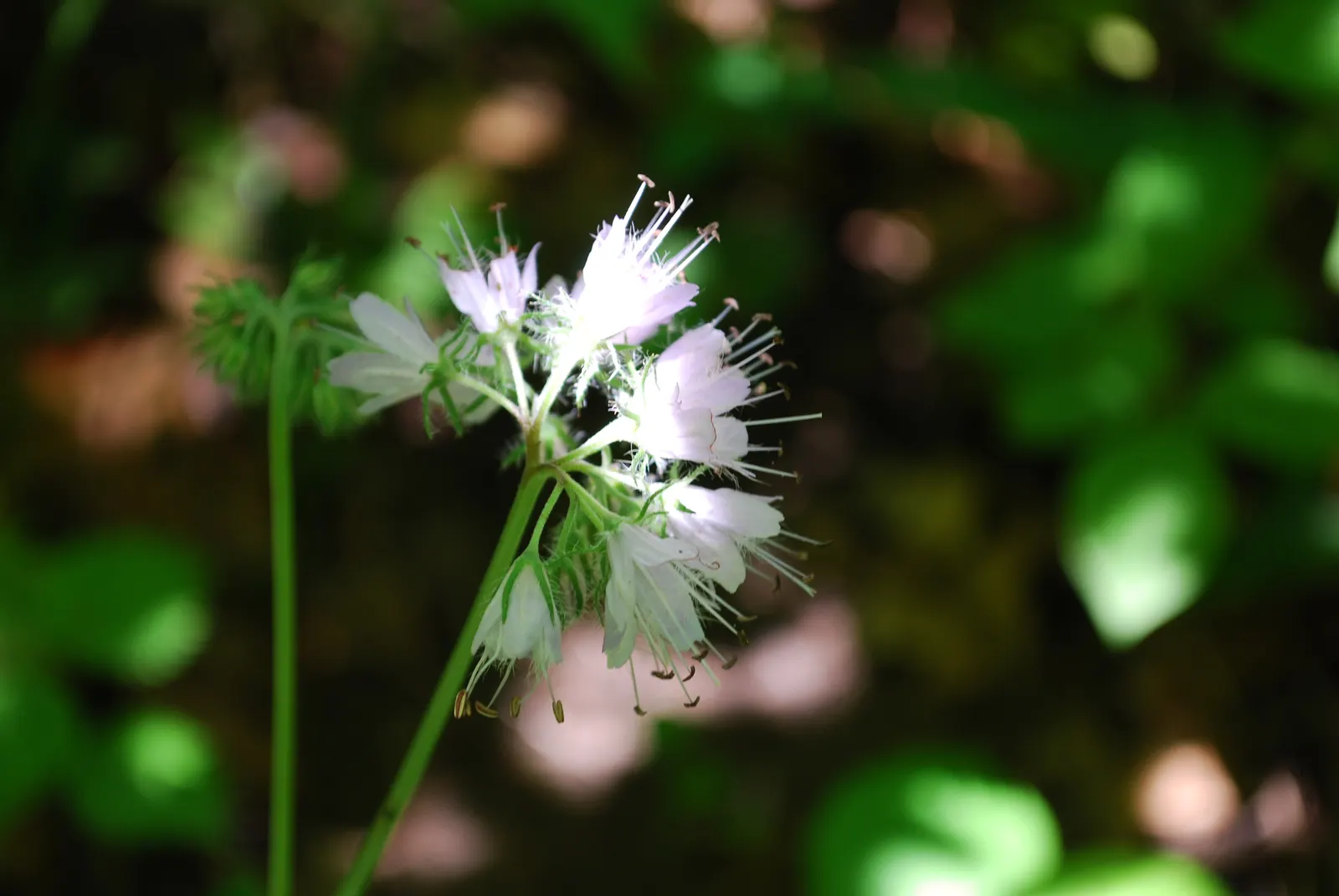 Virginia Waterleaf (Hydrophyllum Virginianum) — With a spread of 12-18 inches, its distinctive, mottled foliage adds texture to woodland gardens; they are