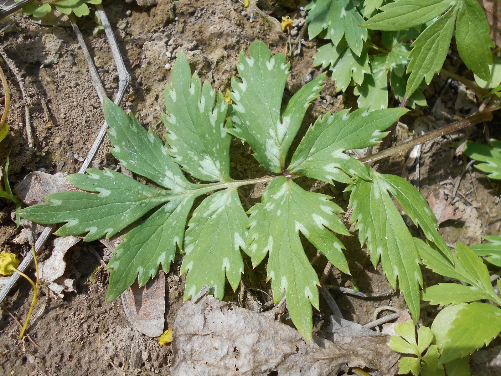 Virginia Waterleaf (Hydrophyllum Virginianum) — purple flowers in the garden; well-drained soils rich in organic matter