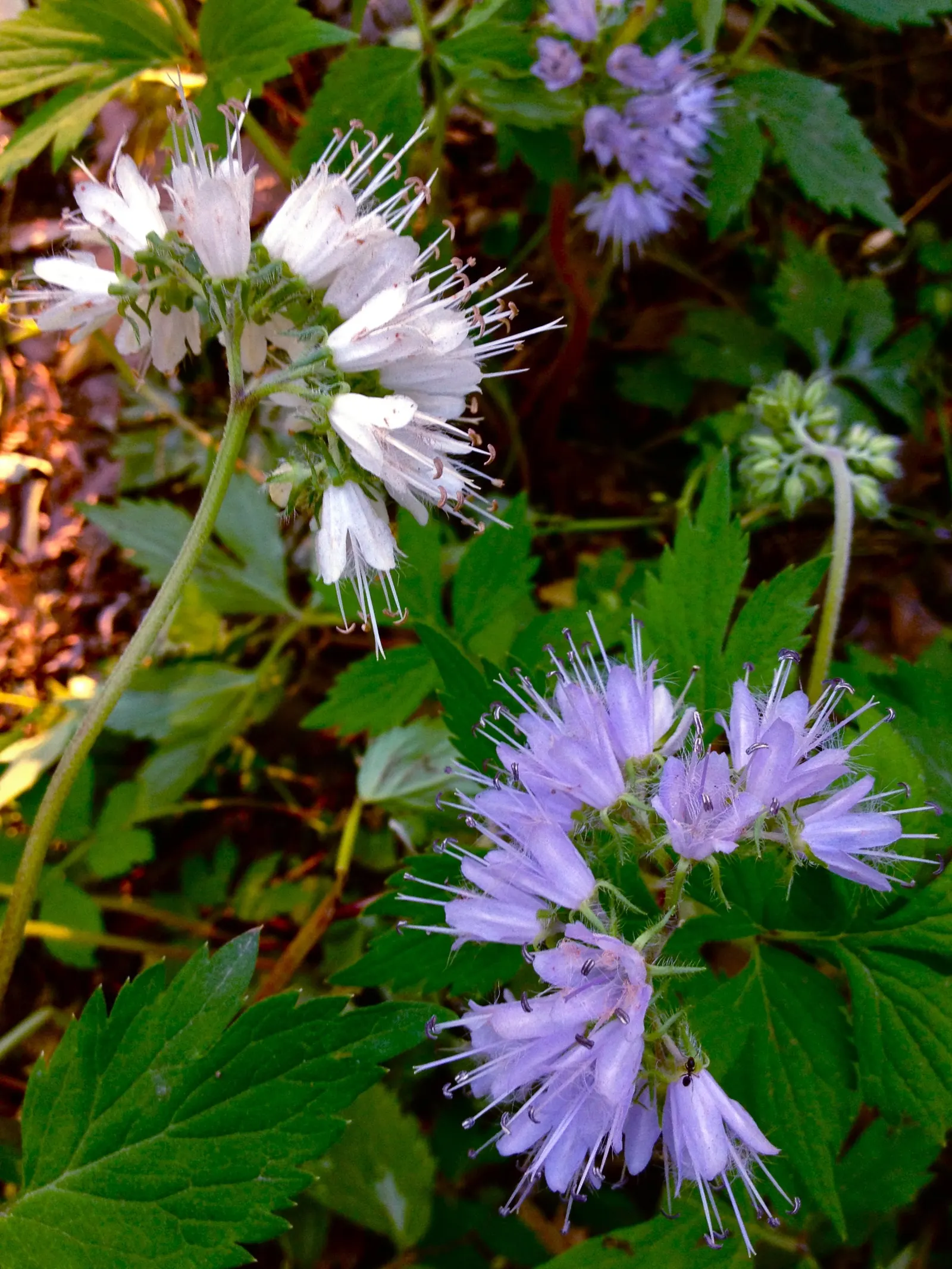 Virginia Waterleaf (Hydrophyllum Virginianum) — They are low-maintenance, seldom requiring division or extensive care once established