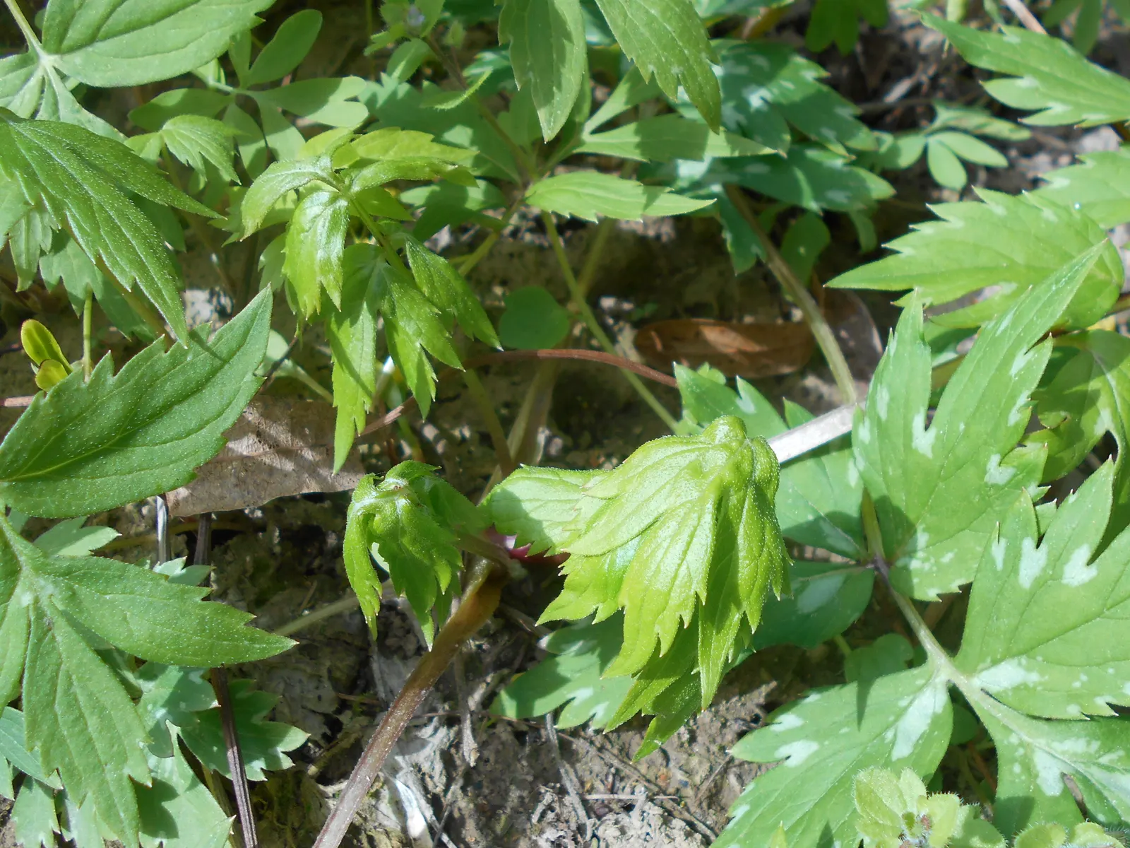 Virginia Waterleaf (Hydrophyllum Virginianum) — adding a delicate vertical interest to the garden space