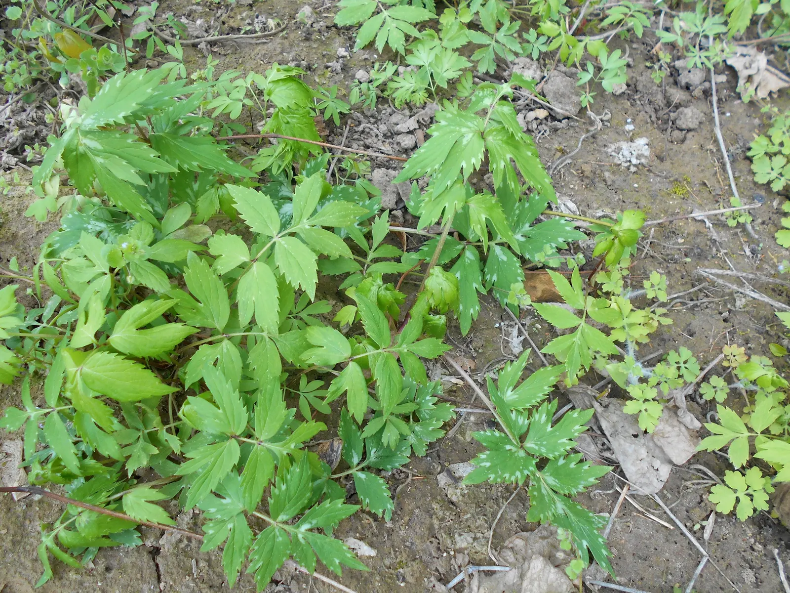 Virginia Waterleaf (Hydrophyllum Virginianum) — well-drained soils rich in organic matter; attractive small bell-shaped flowers emerge