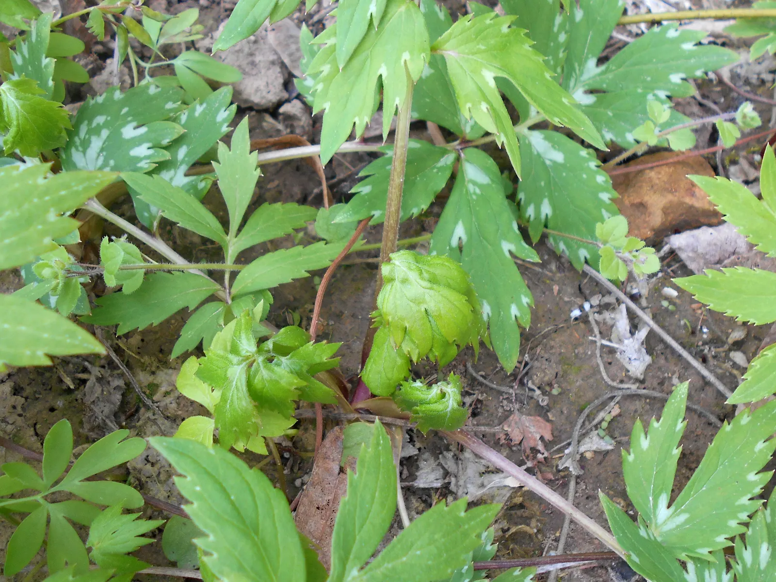 Virginia Waterleaf (Hydrophyllum Virginianum) — perennial with purple blooms