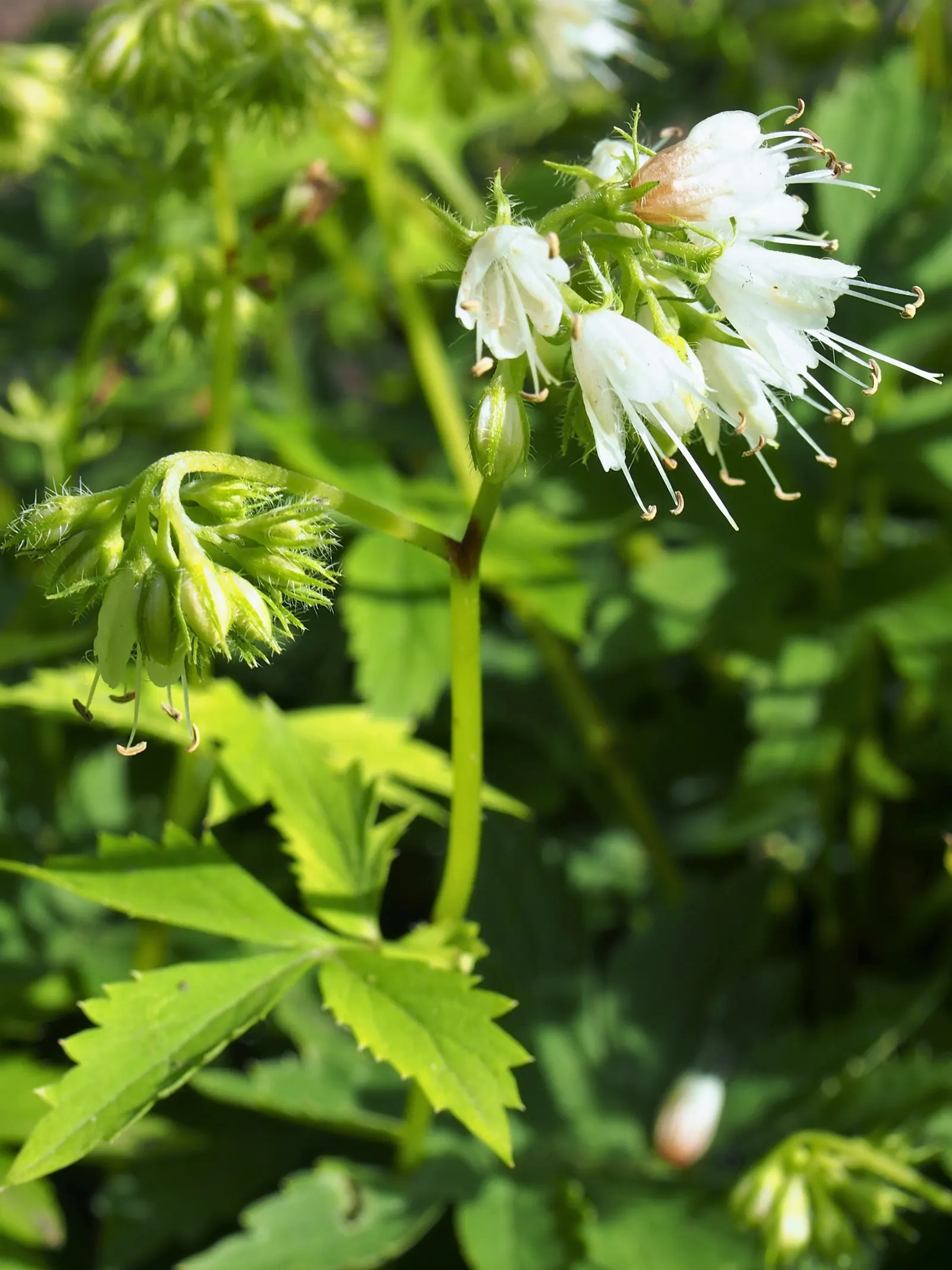 Virginia Waterleaf (Hydrophyllum Virginianum) — is a charming perennial suited for shaded areas; well-drained soils rich in organic matter
