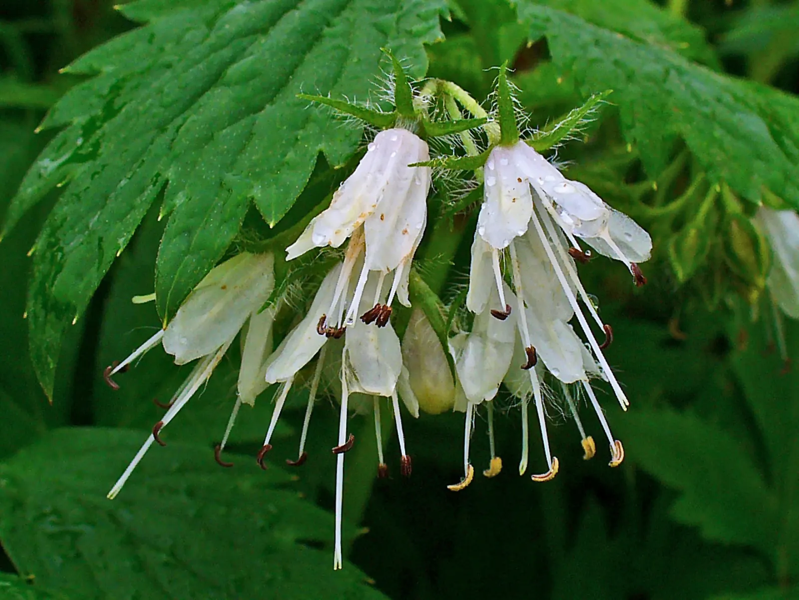Virginia Waterleaf (Hydrophyllum Virginianum) — showcasing its adaptability to various climatic conditions; with a spread of 12-18 inches, its distinctive