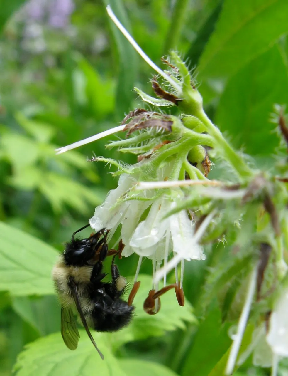 Virginia Waterleaf (Hydrophyllum Virginianum) — Hardy in zones 3-8, it thrives in moist, well-draining soil, and can naturalize over time; with a spread of