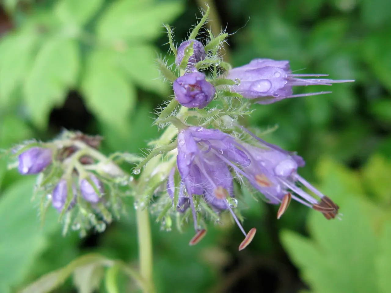 Virginia Waterleaf (Hydrophyllum Virginianum) — It boasts clusters of bell-shaped lavender to white blossoms atop 1-2 ft