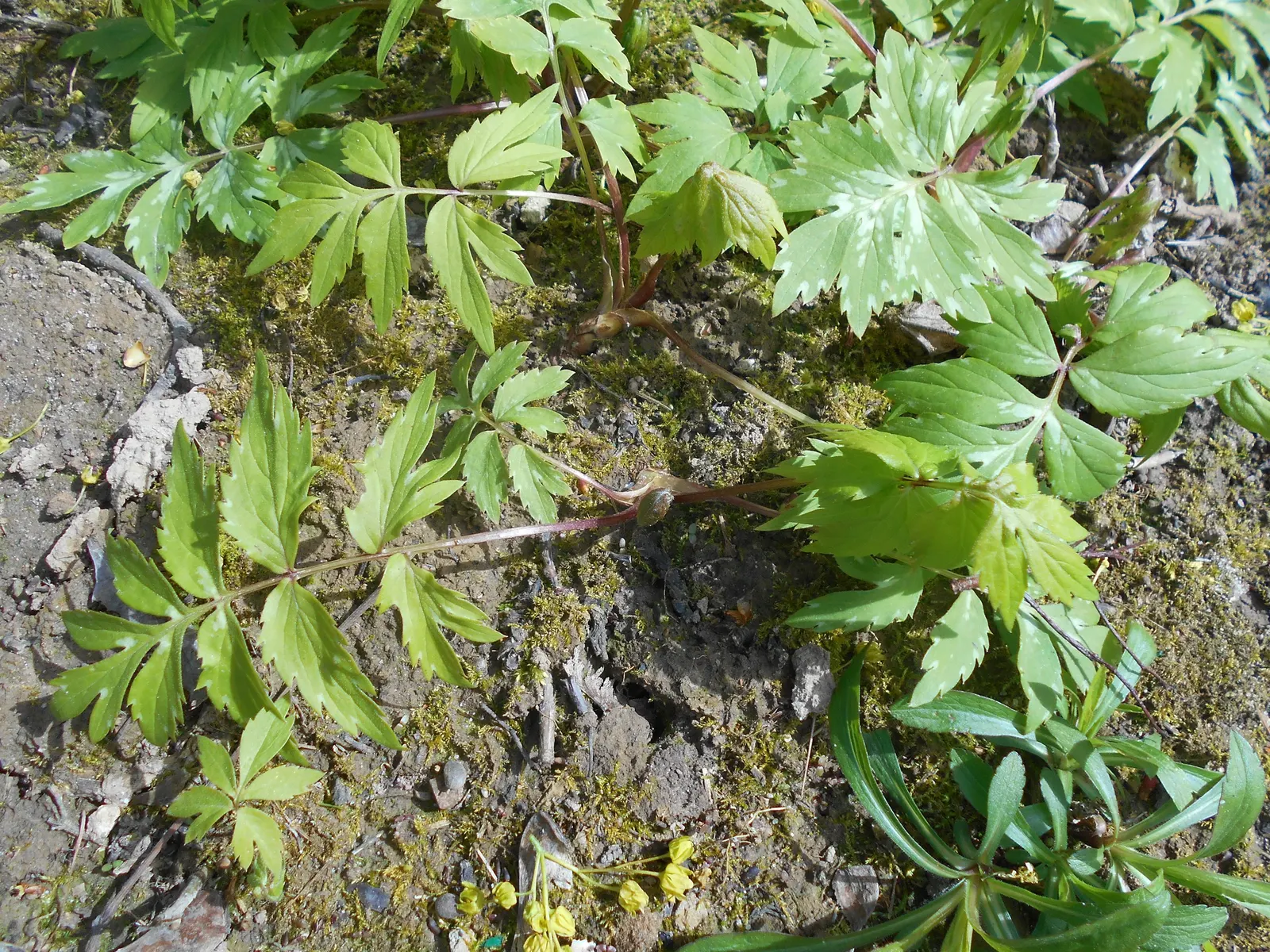 Virginia Waterleaf (Hydrophyllum Virginianum) — When planning the garden design