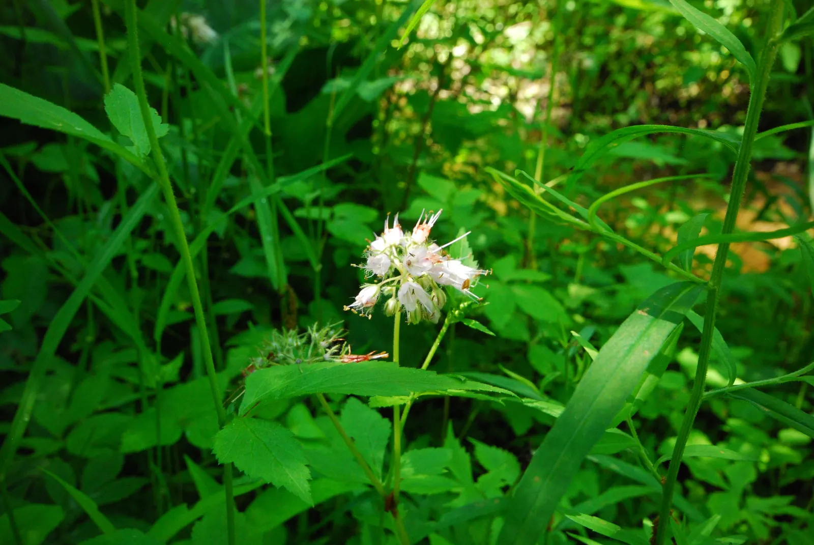 Virginia Waterleaf (Hydrophyllum Virginianum) — perennial with purple blooms; attractive small bell-shaped flowers emerge