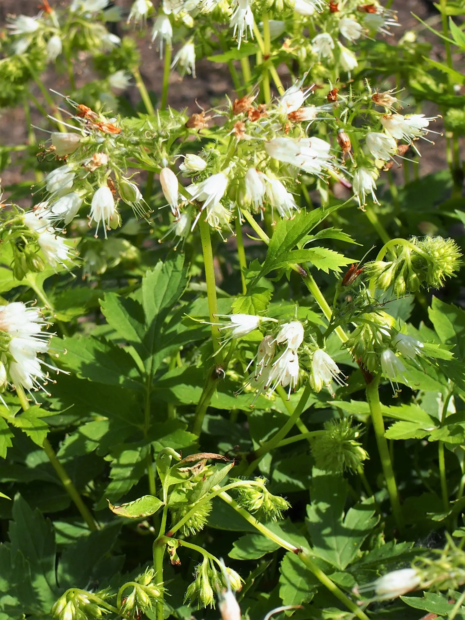 Virginia Waterleaf (Hydrophyllum Virginianum) — making them suitable for groundcover or as filler between taller shrubs and trees; they are low-maintenance