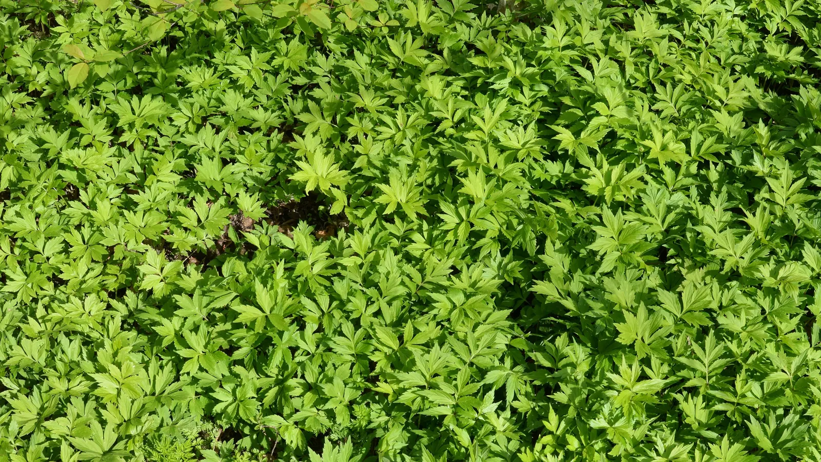 Virginia Waterleaf (Hydrophyllum Virginianum) — ranging from white to pale blue in color