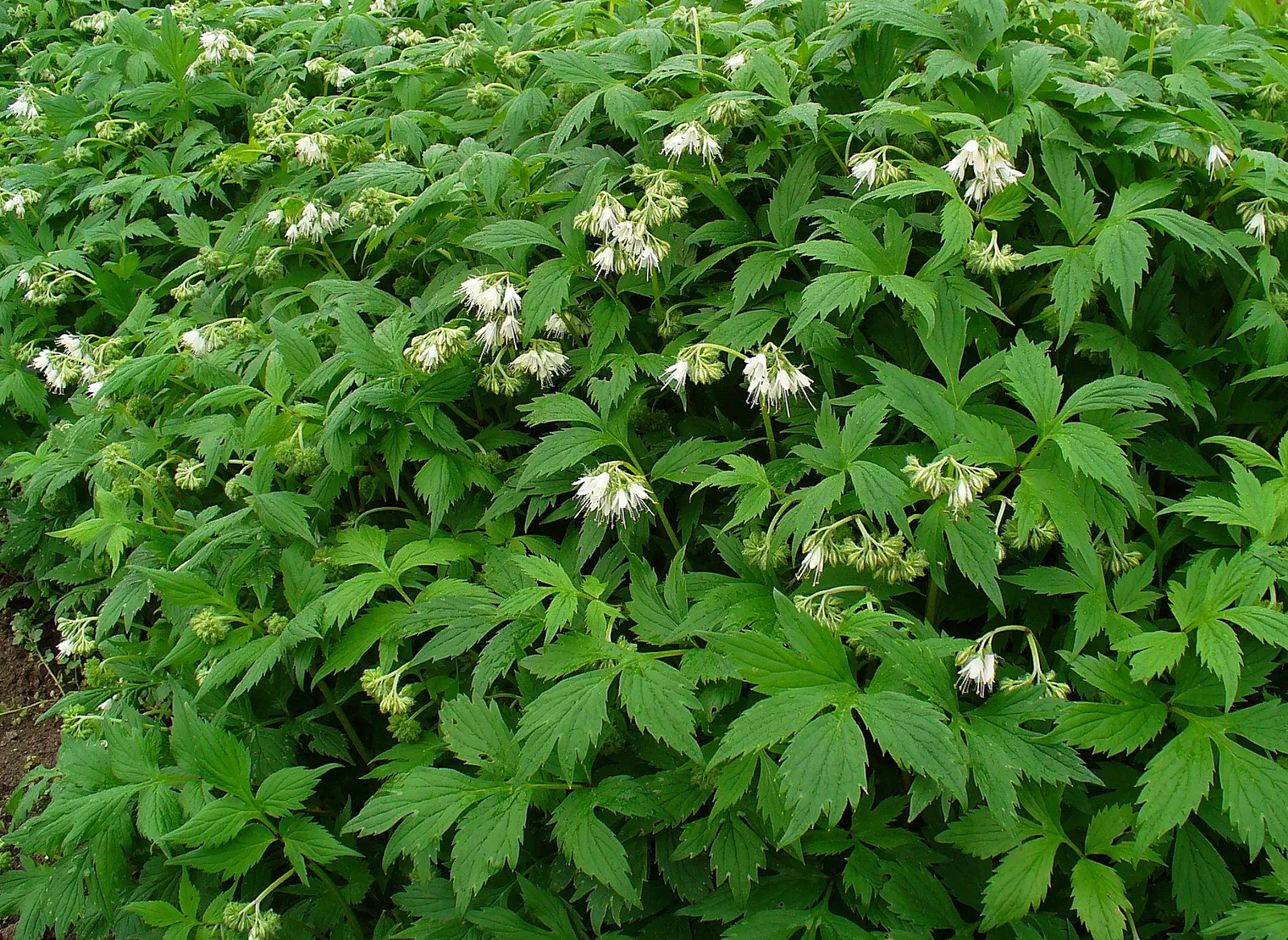 Virginia Waterleaf (Hydrophyllum Virginianum) — well-drained soils rich in organic matter