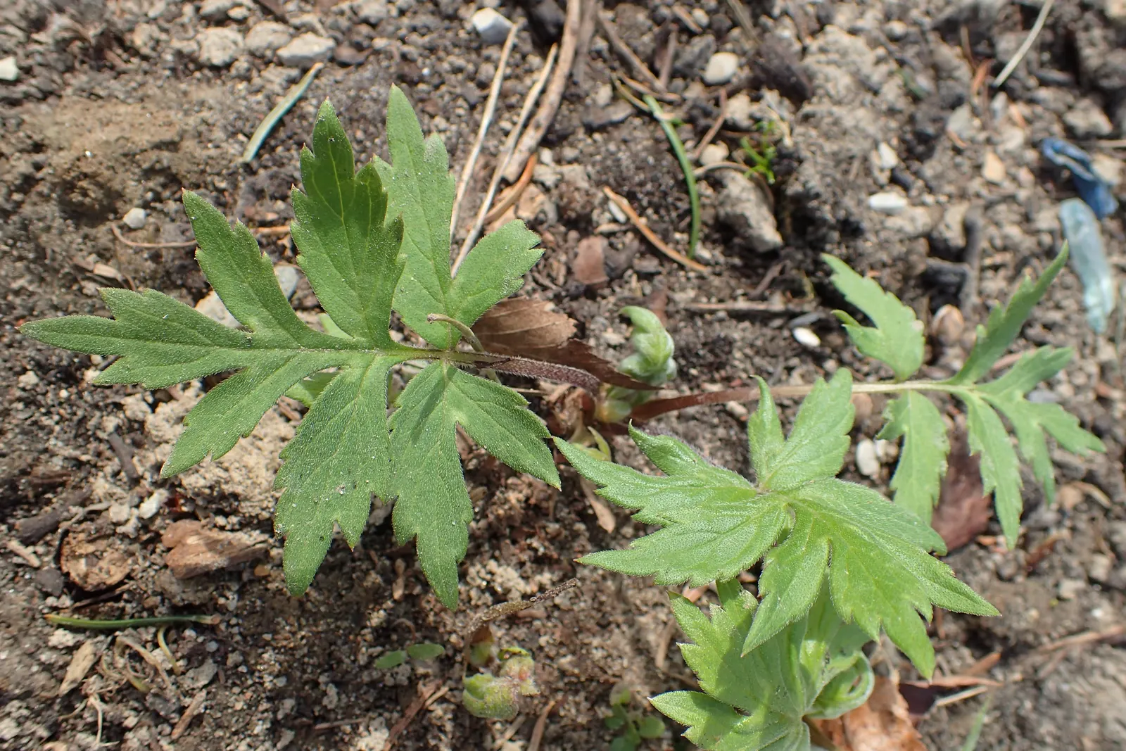 Virginia Waterleaf (Hydrophyllum Virginianum) — attractive small bell-shaped flowers emerge; well-drained soils rich in organic matter