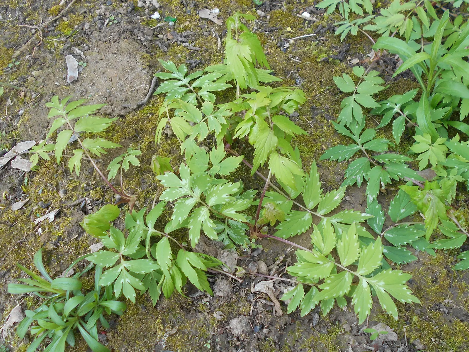 Virginia Waterleaf (Hydrophyllum Virginianum) — ranging from white to pale blue in color; attractive small bell-shaped flowers emerge