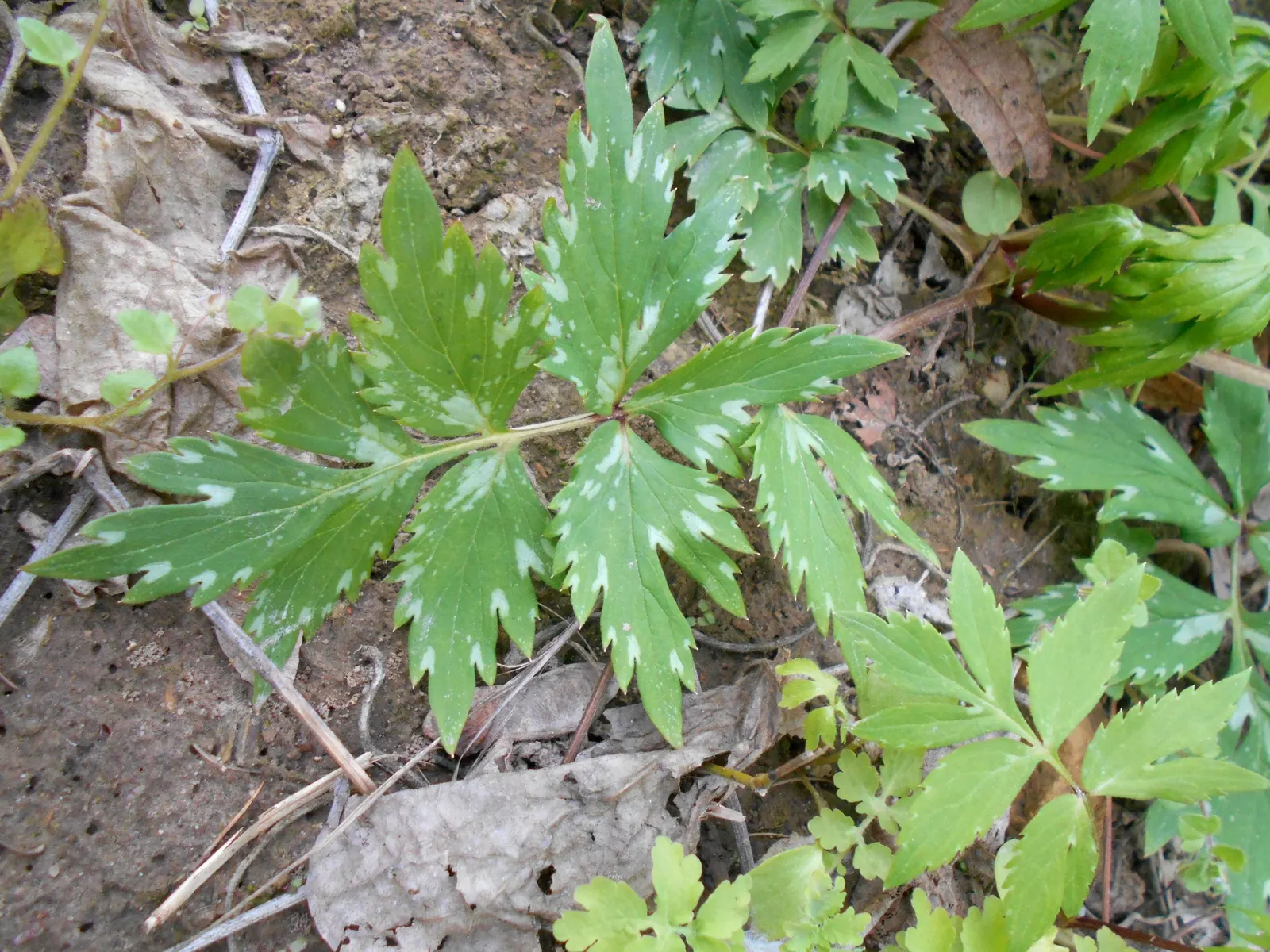Virginia Waterleaf (Hydrophyllum Virginianum) — A low-maintenance choice, it also supports local pollinators