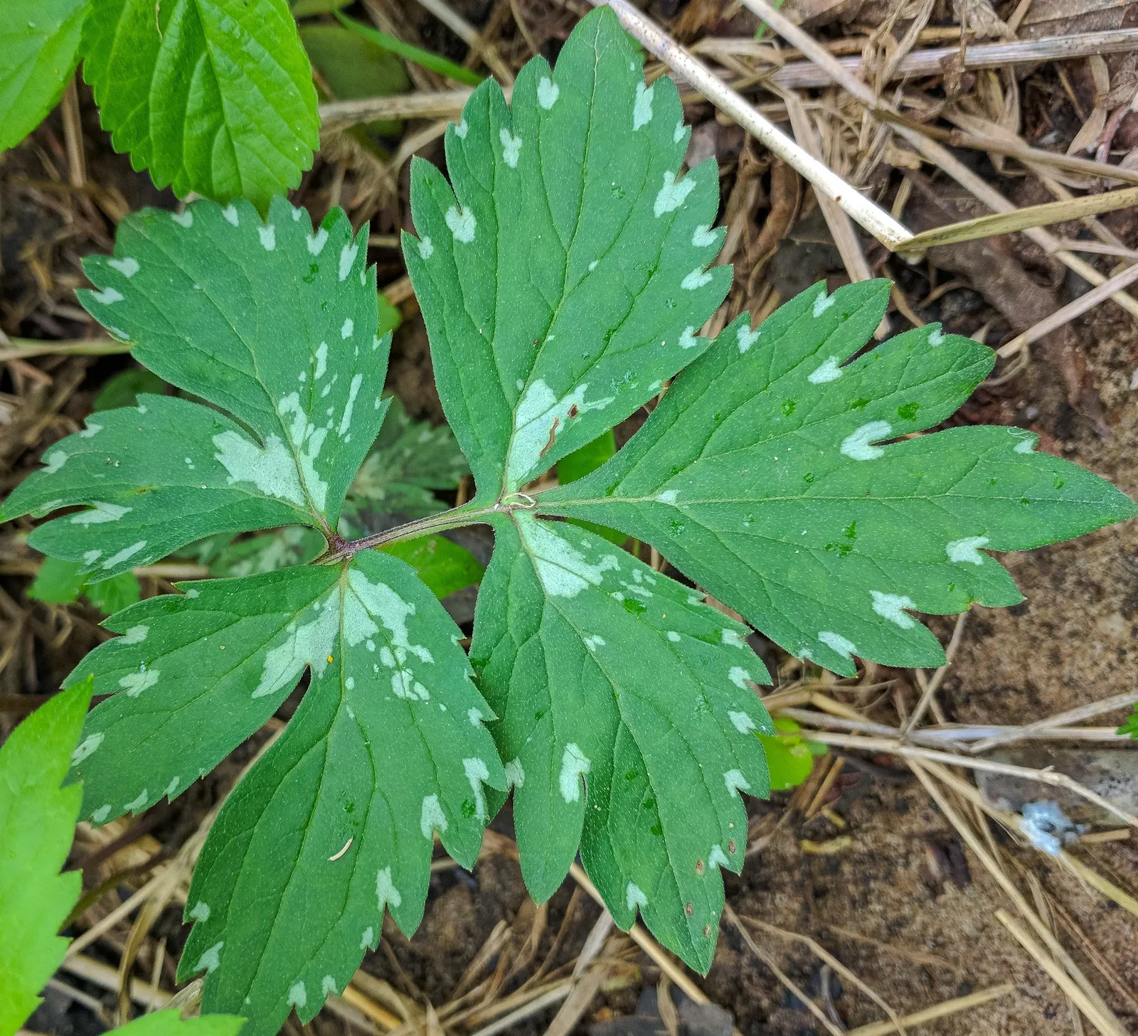 Virginia Waterleaf (Hydrophyllum Virginianum) — It boasts clusters of bell-shaped lavender to white blossoms atop 1-2 ft; attractive small, image 59