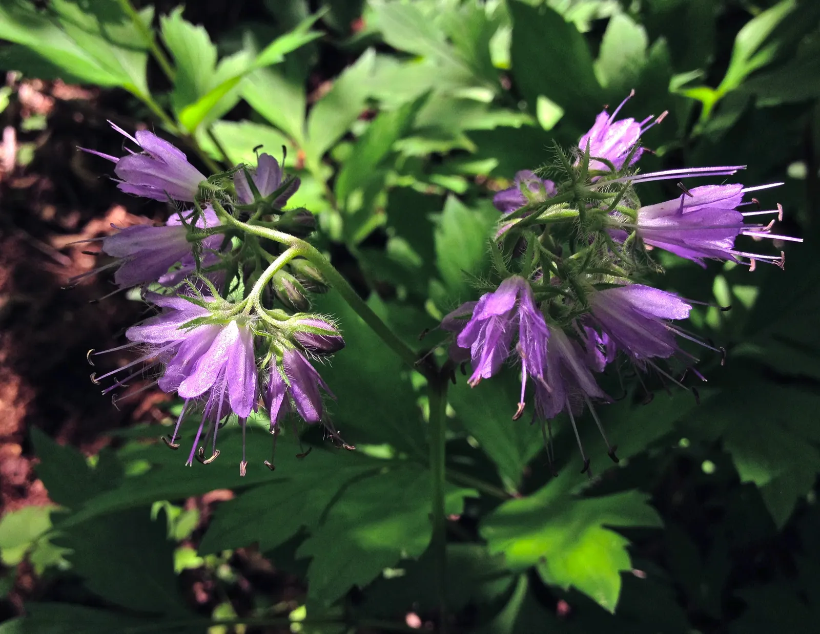 Virginia Waterleaf (Hydrophyllum Virginianum) — which can reach up to 12 inches in height