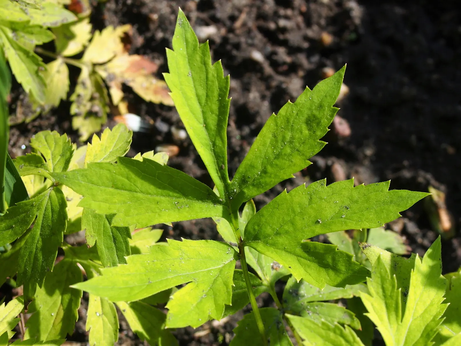 Virginia Waterleaf (Hydrophyllum Virginianum) — A low-maintenance choice, it also supports local pollinators; well-drained soils rich in organic matter